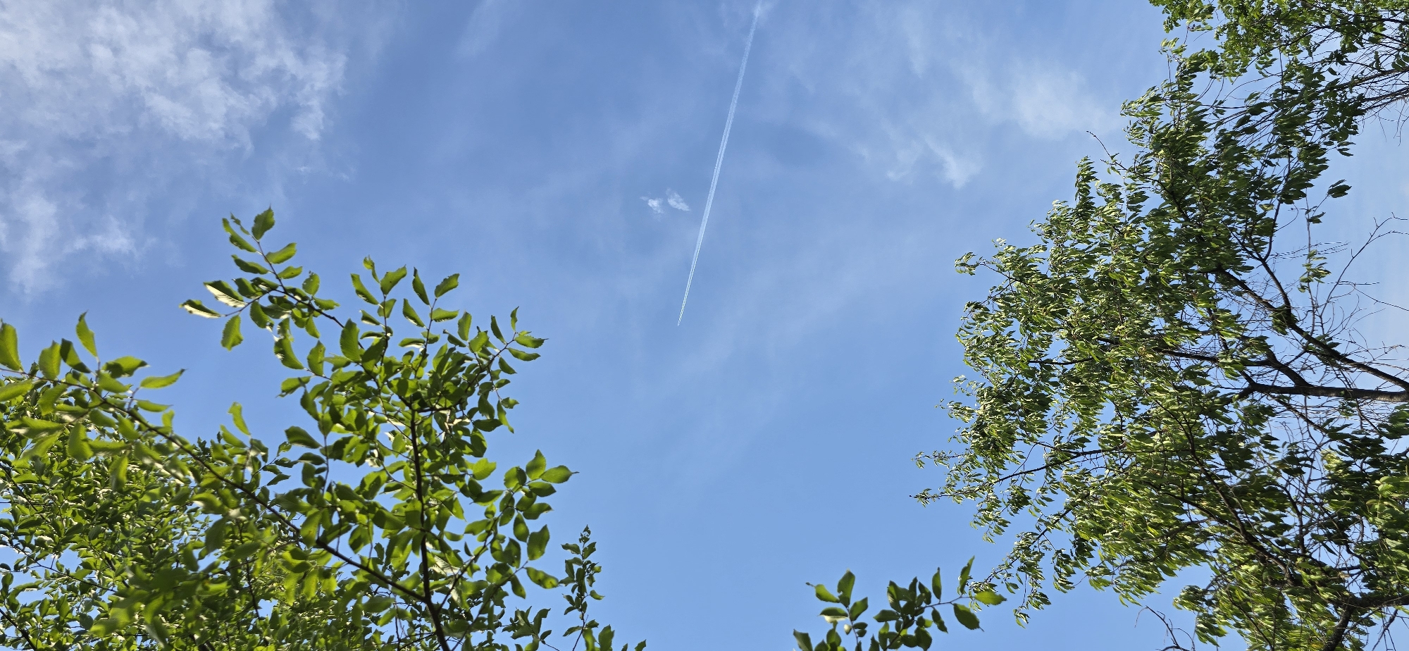 This is an outdoor, vertical, eye-level, full shot of a blue sky with scattered clouds, partially obscured by the branches and green leaves of two trees. The tree on the left is in the upper portion of the frame, with its branches extending downwards from the top left corner. The second tree is in the lower portion of the frame, with its branches extending upwards from the bottom center. In the upper right quadrant of the sky, a plane is visible, leaving a white contrail. The scene is brightly lit, suggesting daylight. The location is Unknown, Unknown.