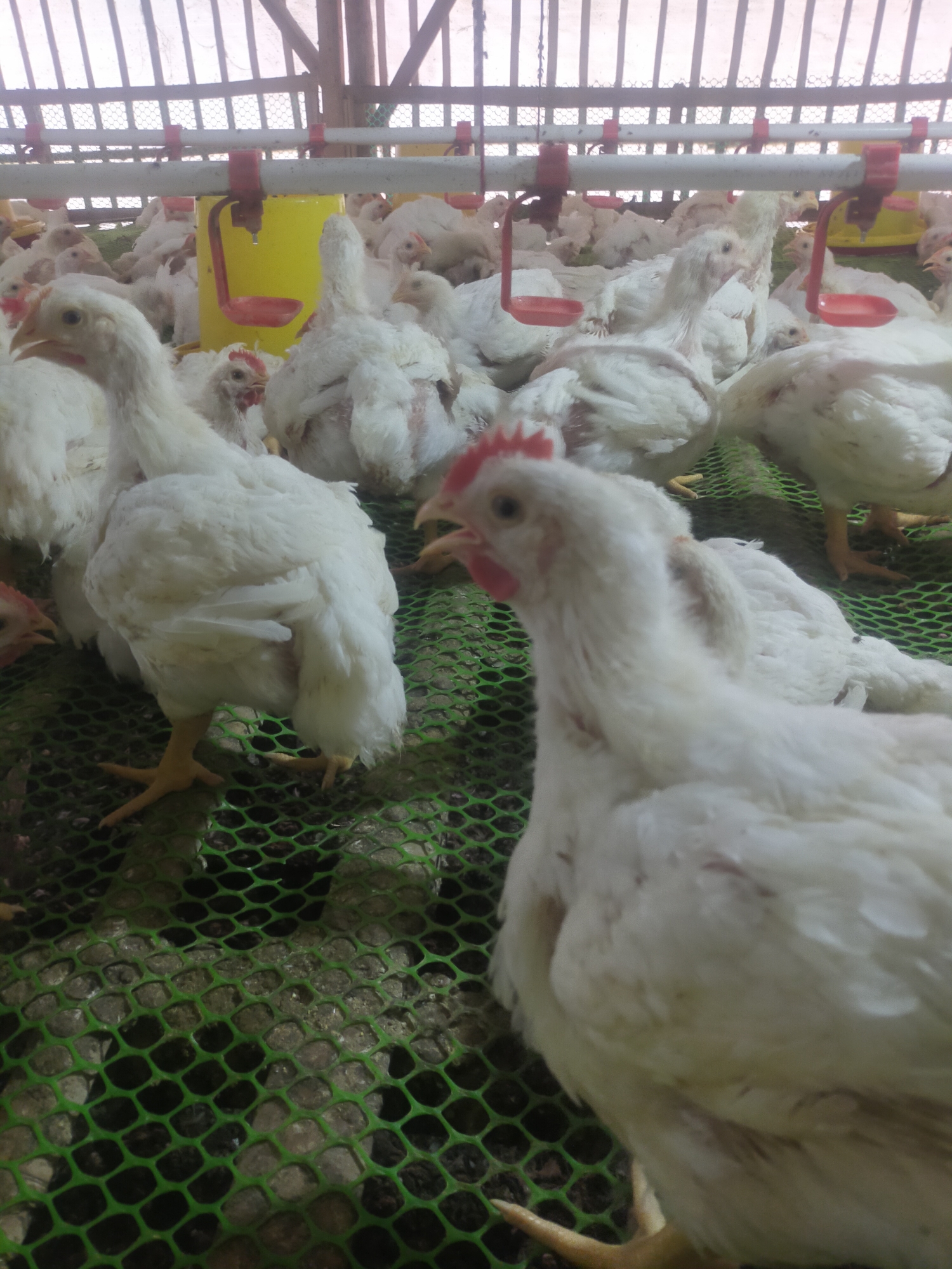 In Sumingkir, Indonesia, a poultry farm is captured, showing a close-up of white chickens housed in a pen. The chickens are standing on a green mesh floor, with some visible feeders and water dispensers above them. The lighting suggests an indoor setting, possibly a barn or coop, with a slatted roof or ceiling visible. The focus is on the chickens, their white feathers and pink combs being prominent features. The image provides a glimpse into the daily life of poultry farming in the region.