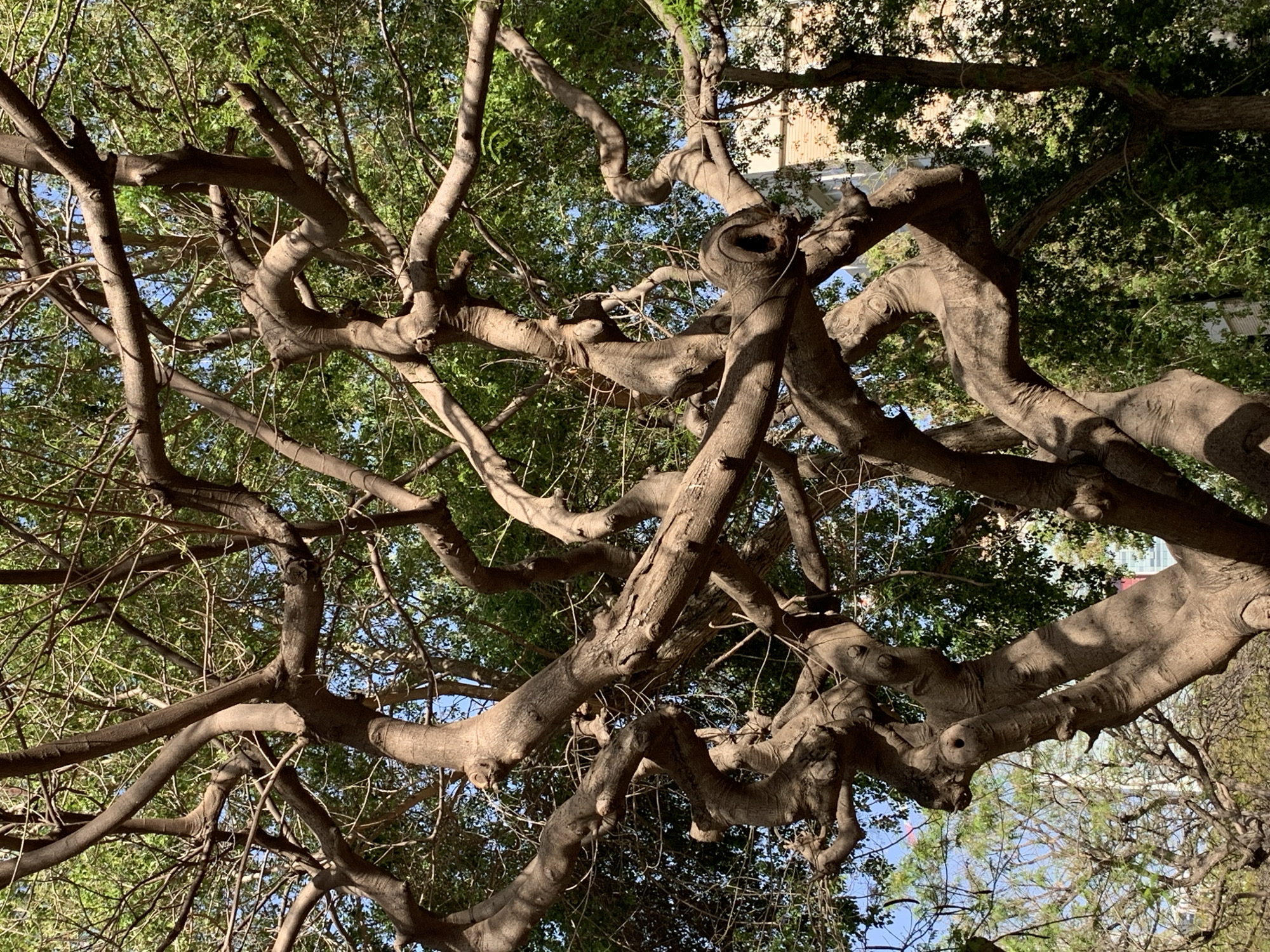 The image shows a close-up view looking up into the tangled branches of a tree. The branches are thick, gnarled, and light gray-brown in color. Some branches are curved and knotted, with hollows in the wood. Green leaves are visible between the branches, and patches of light blue sky can be seen through the foliage. The location of this image is potentially the city of Tel-Aviv, Israel.