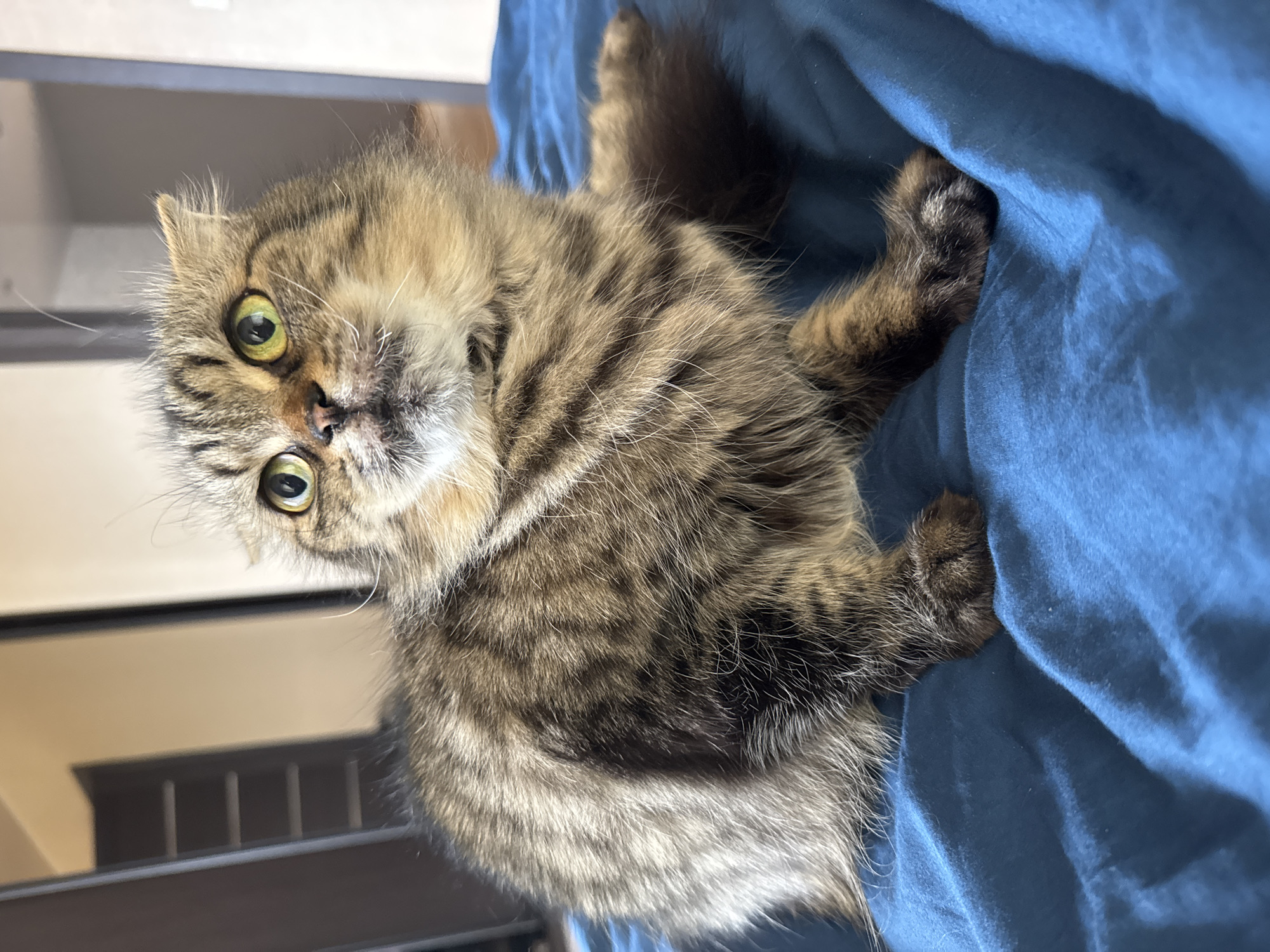 A long-haired tabby cat with green eyes lies on a blue fabric surface. The cat is mostly brown and grey, with black stripes and a white patch on its face. It is looking directly at the camera. The background includes a dark piece of furniture with vertical slats. The location is Ждановіцкі сельскі Савет, Belarus.