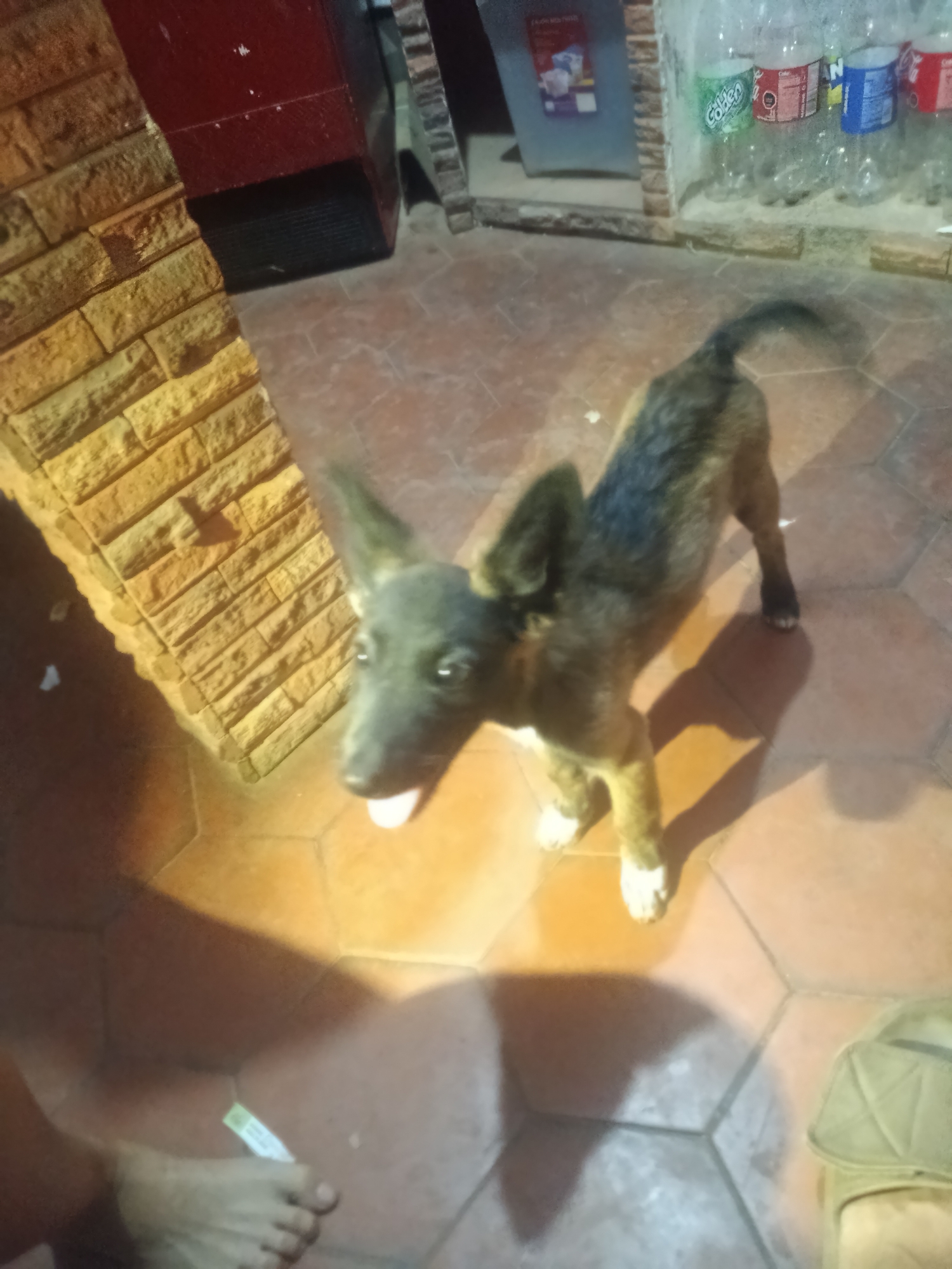 The image captures a medium-sized dog with dark brindle fur, standing on a terracotta-tiled floor. The dog has alert, upright ears and is sticking its tongue out. In the background, a brick wall stands to the left of the frame, while a collection of plastic bottles is visible against another wall on the right. An unidentifiable red object with black grills stands behind the brick wall. Part of a person's foot and sandal are visible in the foreground. The location is implied as Juan Griego, Venezuela. The scene appears to be indoors or a covered area.