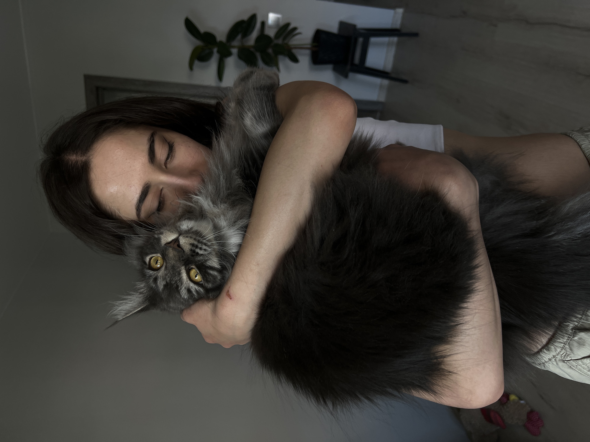 In this overhead shot, a person with dark hair embraces a large, grey Maine Coon cat. The person's eyes are closed, and they appear to be resting their head against the cat's soft fur. The cat's yellow eyes are open, looking directly at the camera with a curious expression. The person is wearing a white top and light-colored pants. The background is dimly lit, showing a glimpse of a room with wooden flooring and furniture. A potted plant is visible on the left side, and a black chair is in the background. The overall mood is one of tenderness and affection between the person and their pet. There is no visible text in the image. The implied time of day is likely indoors, in the absence of strong natural light. Given the location context provided, the scene takes place in Ternopil, Ukraine.