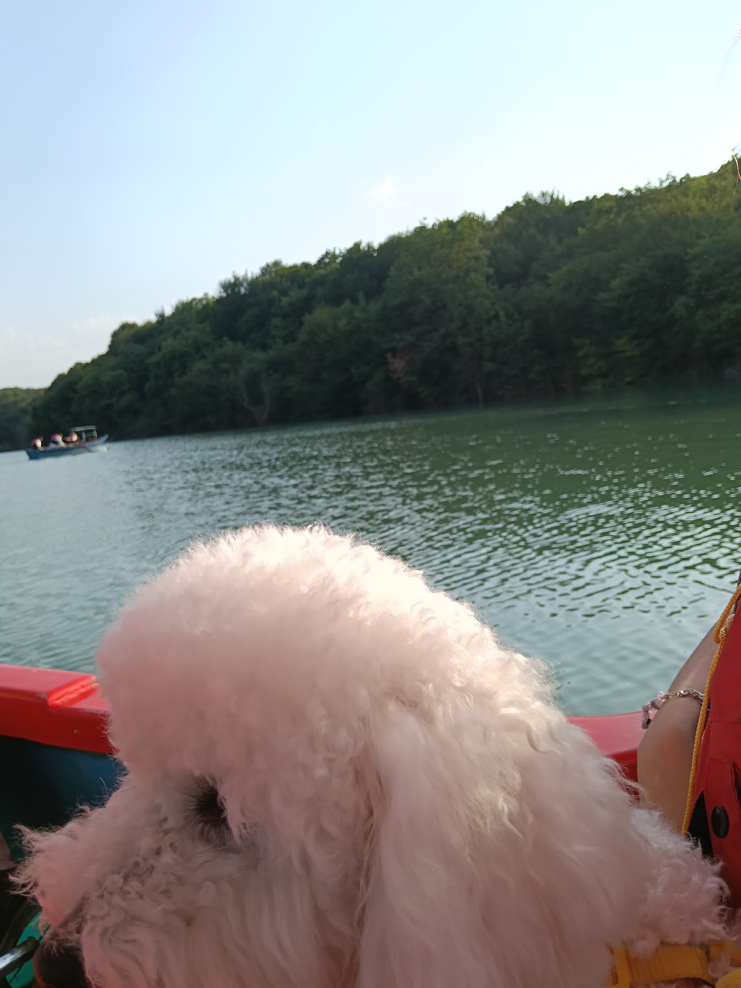 A white poodle is seated in a boat on a body of water, with a forest-covered hill in the background. The poodle is positioned in the foreground of the image, facing left. The boat appears to be red and blue. In the distance, another boat with several people can be seen on the water. The sky is clear and light blue. The overall setting is a natural landscape, likely in a rural or park area. Based on the geographical features and the presence of a lake or reservoir, this scene could be located in the vicinity of Köhnə Xudat, Azerbaijan, a region known for its natural beauty and recreational opportunities.