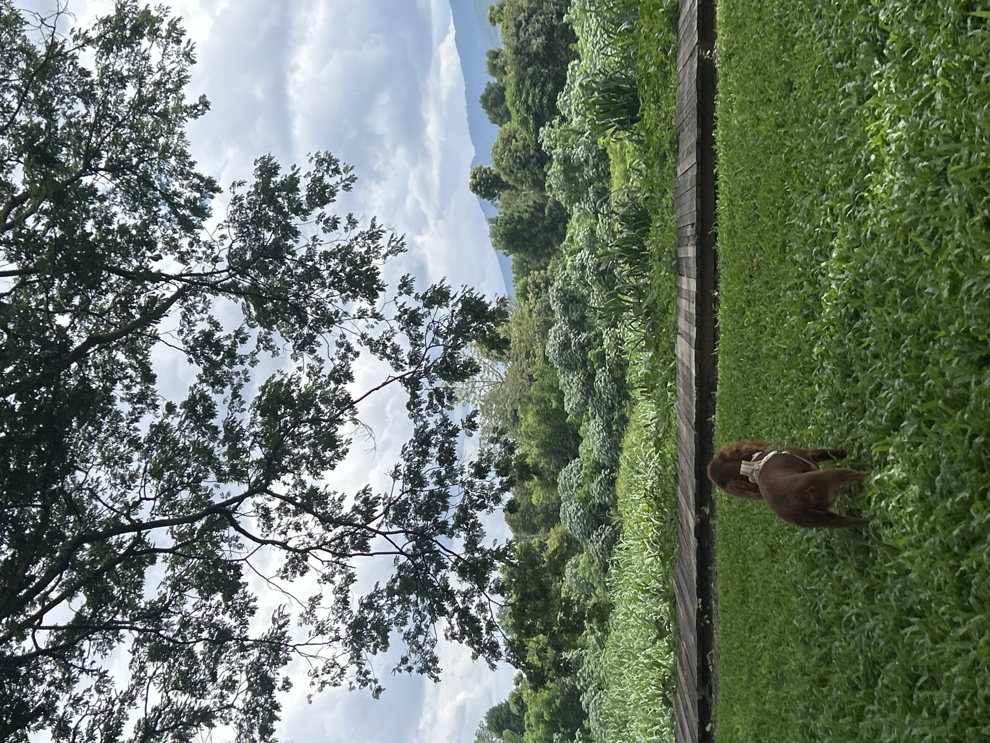 The image depicts a serene outdoor scene, likely in Tambon San Phi Suea, Thailand. In the foreground, two brown dogs are visible on a lush green lawn. One dog, facing away from the camera, has a white band around its neck. Behind the lawn, a wooden walkway spans the width of the image. Beyond the walkway, a dense landscape of green foliage and trees stretches to the horizon, with rolling hills or mountains in the distance under a cloudy sky. Overhead, the branches and leaves of a large tree dominate the upper portion of the frame, casting shadows and creating a natural canopy. The overall impression is one of a tranquil natural setting, possibly a park or a rural area.