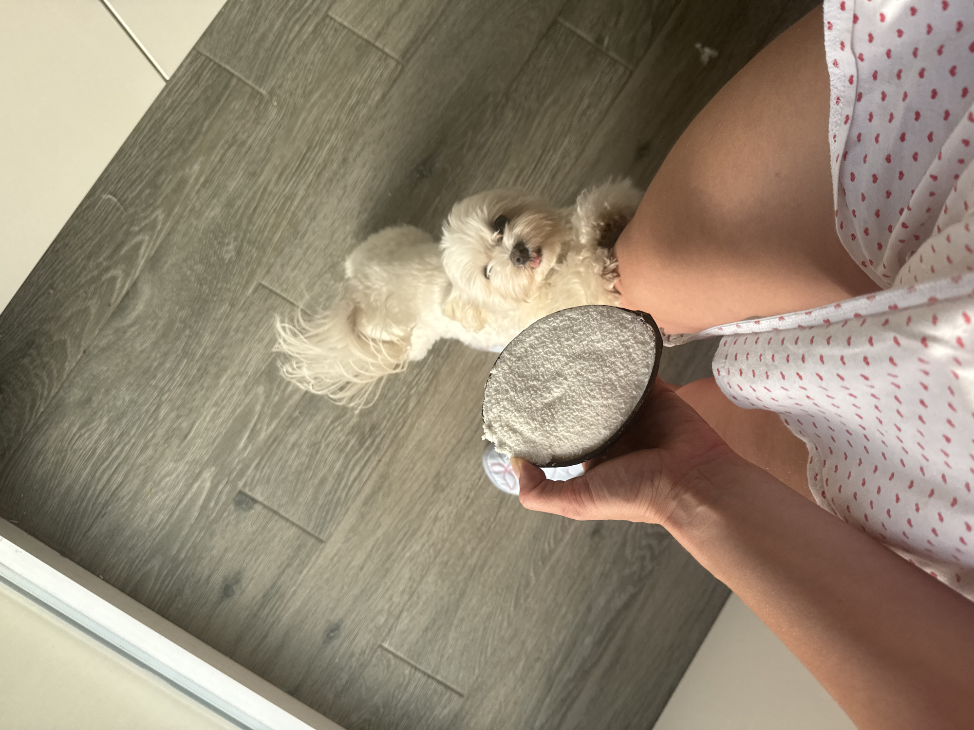 An overhead indoor shot captures a domestic scene, likely in Valencia, Spain, given the provided context. The main subjects are a person and a small, fluffy white dog.
The person, visible from the mid-thigh down, is seated on the floor or a low surface. Their right hand holds half a coconut shell, which is filled with a fine, white, granular substance, possibly desiccated coconut or sugar. The person's leg and forearm are visible, and they are wearing a white garment with a pattern of small red dots.
A small white dog, resembling a Maltese or similar breed, lies on a light gray, wood-effect floor. It is positioned to the left of the person's leg, looking up attentively at the coconut in the person's hand, with its tongue slightly protruding. The dog appears curious or expectant.
The flooring consists of modern, grey planks. In the bottom left and top left corners, parts of a white surface and a white threshold or door frame are visible, suggesting an interior setting. The lighting is bright, indicating it is daytime. There is no discernible text in the image.