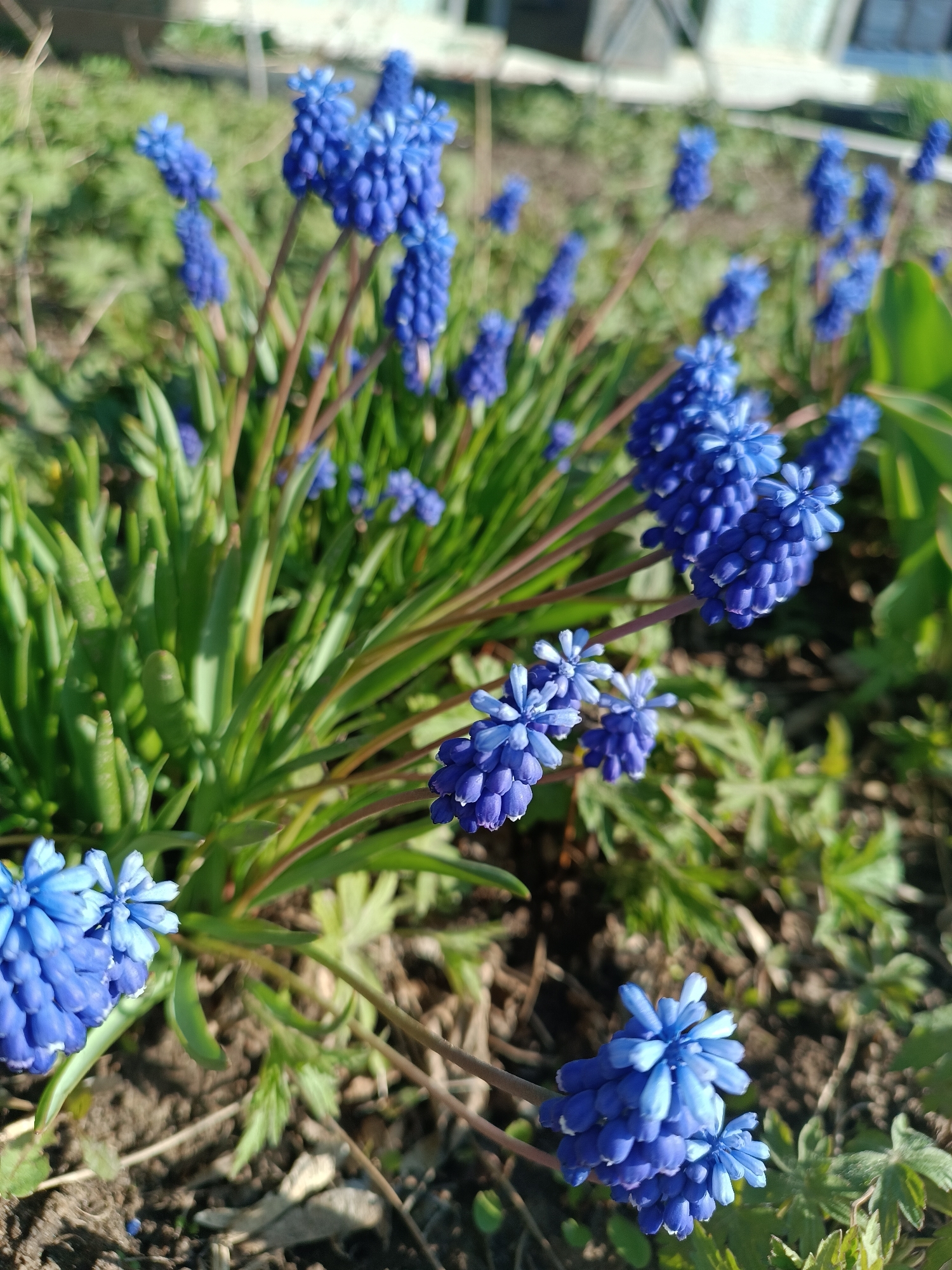 The image shows a close-up of a cluster of blue Muscari flowers, also known as grape hyacinths, growing in a garden bed. The flowers are the main subject, with their characteristic dense clusters of small, bell-shaped blooms. The flowers' vibrant blue contrasts with the green foliage and brown soil around them. The location is in the city of Chaikovsky, Russia. The background is somewhat blurred, suggesting a shallow depth of field. There are no people visible. The image focuses on the natural elements of the garden. The overall impression is a bright and cheerful scene, highlighting the beauty of these spring flowers.