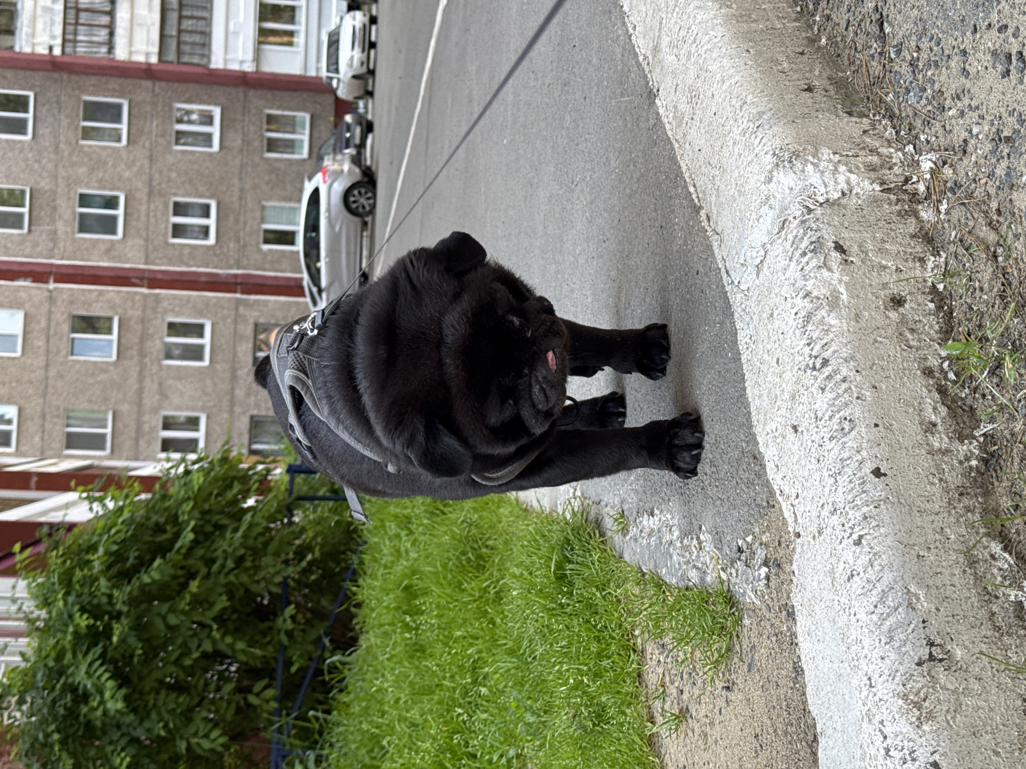The image captures a black pug on a sidewalk in a city. The pug is facing towards the right and slightly down, with its tongue sticking out. It is wearing a grey harness. In the background, there is a multi-story apartment building with several windows and balconies, typical of Soviet-era architecture, and a line of parked cars on the street. To the left of the sidewalk is a patch of lush green grass. The curb in the foreground is white and textured. The scene appears to be an urban environment in Perm, Russia, given the architectural style of the building.