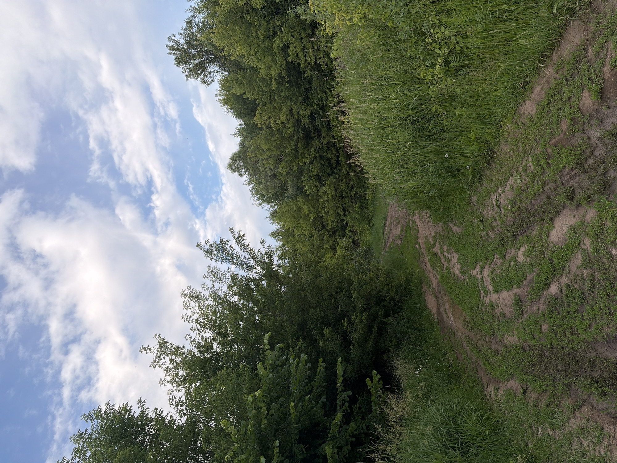 This is a vertical, wide-angle, eye-level shot of a dirt path winding through a lush, green landscape under a partly cloudy sky. The path, appearing to be a trail or unpaved road, is marked with tire tracks and is bordered by thick, tall grass on one side and a dense line of trees and bushes on the other. The trees are a vibrant green, suggesting a warm season, and they form a natural wall that recedes into the distance. The sky is a clear blue with scattered white, wispy clouds, indicating fair weather. The overall scene evokes a sense of natural beauty and tranquility, perhaps a rural or semi-wild area. The lighting suggests it is daytime, likely late afternoon or early evening due to the angle of the light and the soft contrast. There is no text visible in the image, nor are there any people or man-made objects other than the tire tracks on the path. The location context of Ufa, Russia, implies a natural setting common to that region, characterized by forests and open, uncultivated land.
