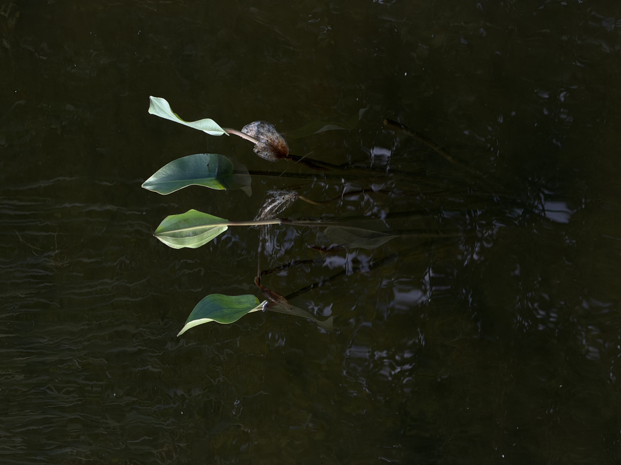 The media file is a top-down shot of several floating plant leaves on dark water. The leaves are a vibrant green with pointed tips and smooth surfaces. They are oriented at different angles, with some appearing to be directly on the surface of the water and others partially submerged. The water itself is dark and still, with subtle ripples and reflections that suggest a natural, possibly shaded environment. A thin, brown stem connects some of the leaves, and a small, rough, brown object, possibly a seed pod or debris, is attached to one of the stems. The overall impression is one of natural tranquility and the simple beauty of aquatic plant life. There are no people, text, or specific indicators of time of day or weather, but the lighting suggests it could be daytime. The location is not specified but the presence of aquatic plants points to a body of water such as a pond, lake, or slow-moving river.