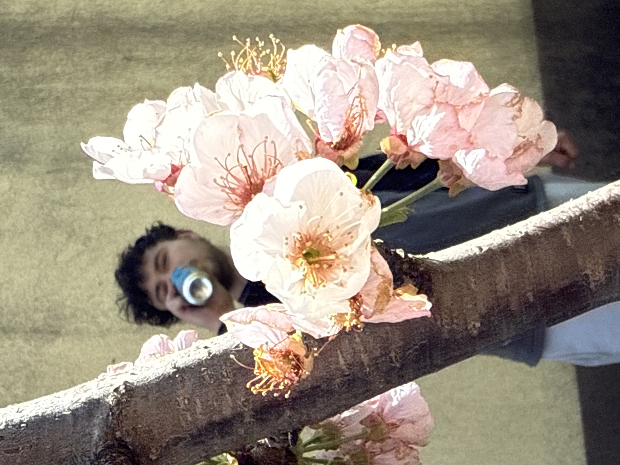 The image, taken from a low angle, features a flowering tree branch in the foreground with delicate pink and white blossoms in focus. Behind the branch, partially obscured by the flowers, is a person holding a blue and silver can to their lips, presumably drinking from it. The person has dark hair and is looking up towards the camera. The background appears to be a neutral colored wall or surface.
While it's impossible to determine the exact location in the city of Bar, Montenegro without further information, the image suggests an outdoor setting, possibly a garden or park where flowering trees are present.
