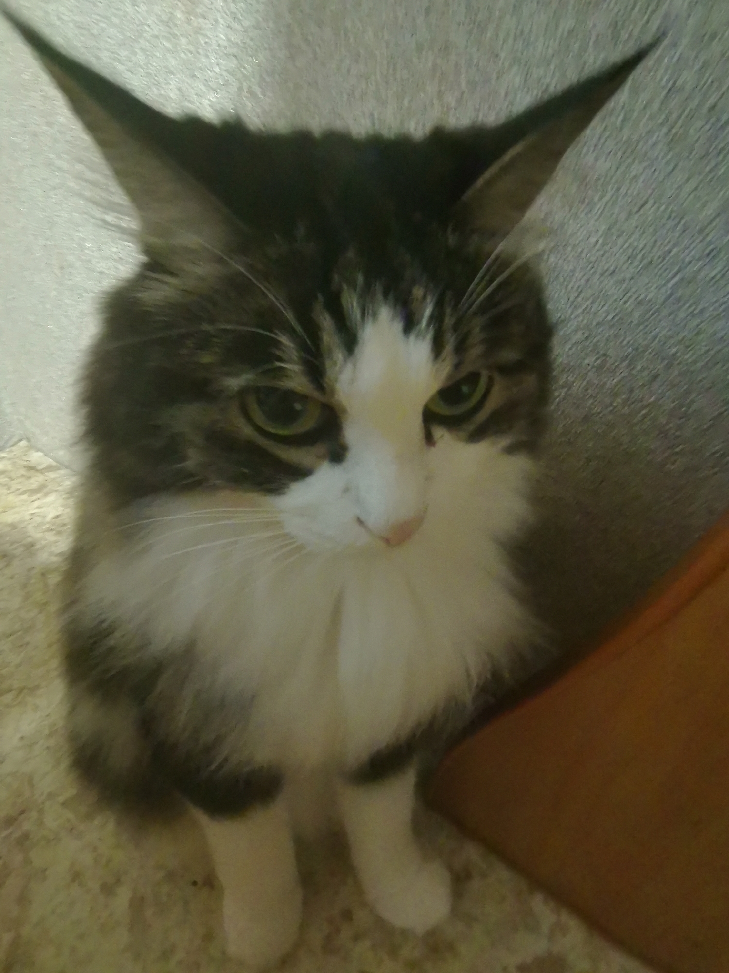 The image shows a cat sitting on a patterned surface, possibly a rug or carpet, with a textured wall in the background. The cat has dark and white fur, with prominent pointed ears. Its eyes are green, and it appears to be looking downwards. To the right, a portion of an orange object is visible, which could be furniture or a cushion. The lighting in the image is dim, suggesting it was taken indoors. There is no information in the image to suggest the location is Blagoveshchensk, Russia.
