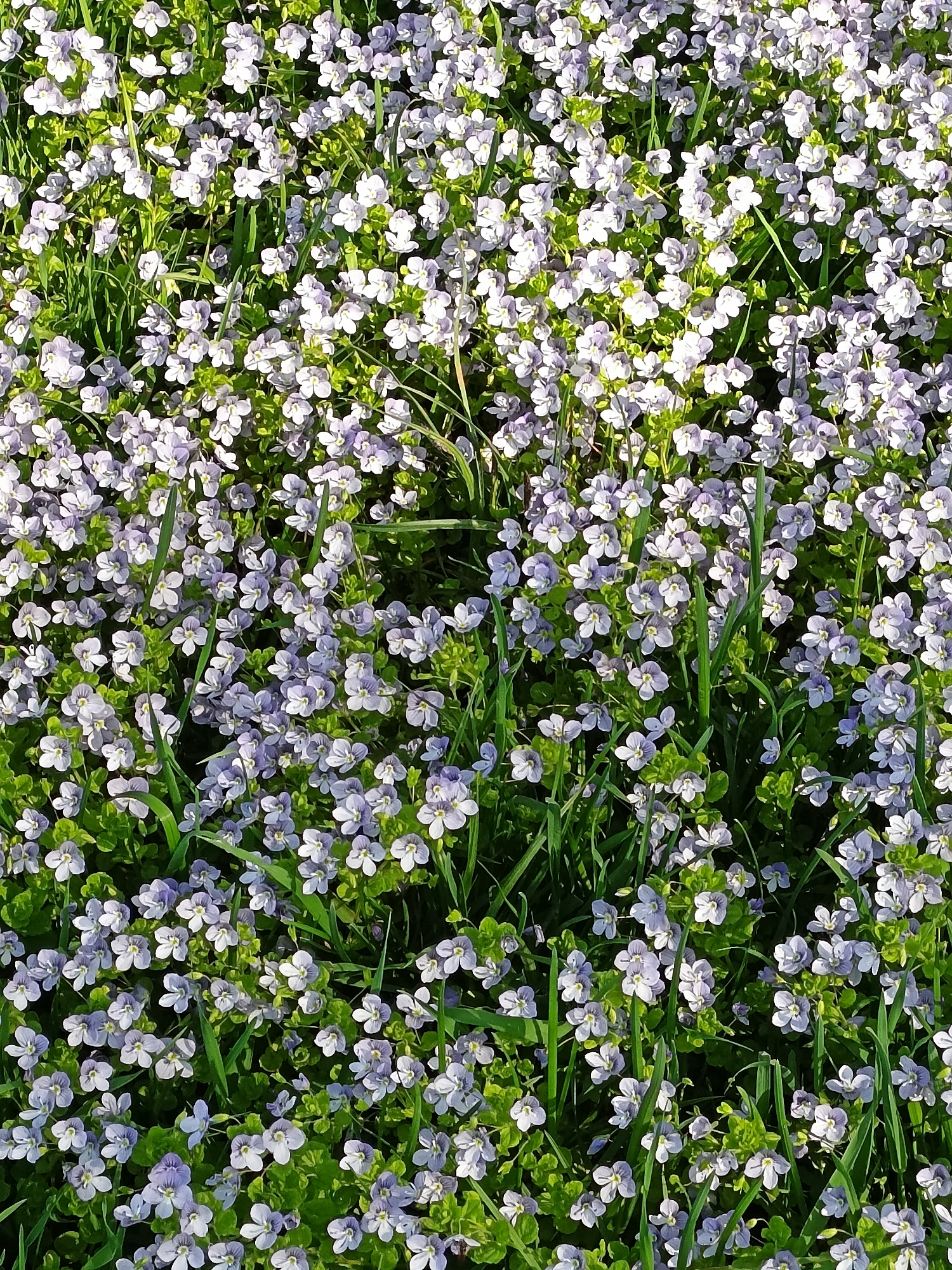 The image depicts a dense ground cover of small, light purple flowers interspersed with blades of green grass. The flowers appear to be a low-growing species, forming a carpet-like texture. There are no people visible. The location is specified as Chaikovsky, Russia, although the image itself does not provide any location-specific clues. The focus of the image is the natural ground cover.