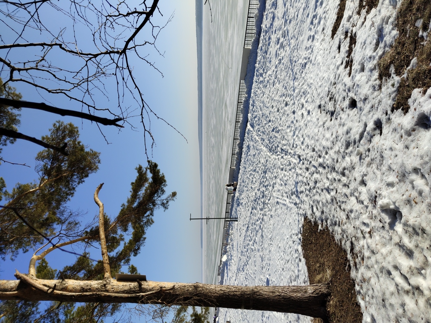 The image depicts a winter scene at the frozen shore of a body of water in Chaikovsky, Russia. The foreground is dominated by a pine tree with bare branches and patches of snow-covered ground. A metal fence runs along the water's edge, separating the snowy shoreline from the frozen body of water. The water surface appears smooth and white, suggesting it is frozen over. Two distant figures are near the metal fence. Above, the sky is a clear, pale blue, contrasting with the white and brown tones of the land and water. Sparse branches from other trees are visible in the upper left corner of the frame. The overall impression is one of a cold, quiet, and sunny winter day.
