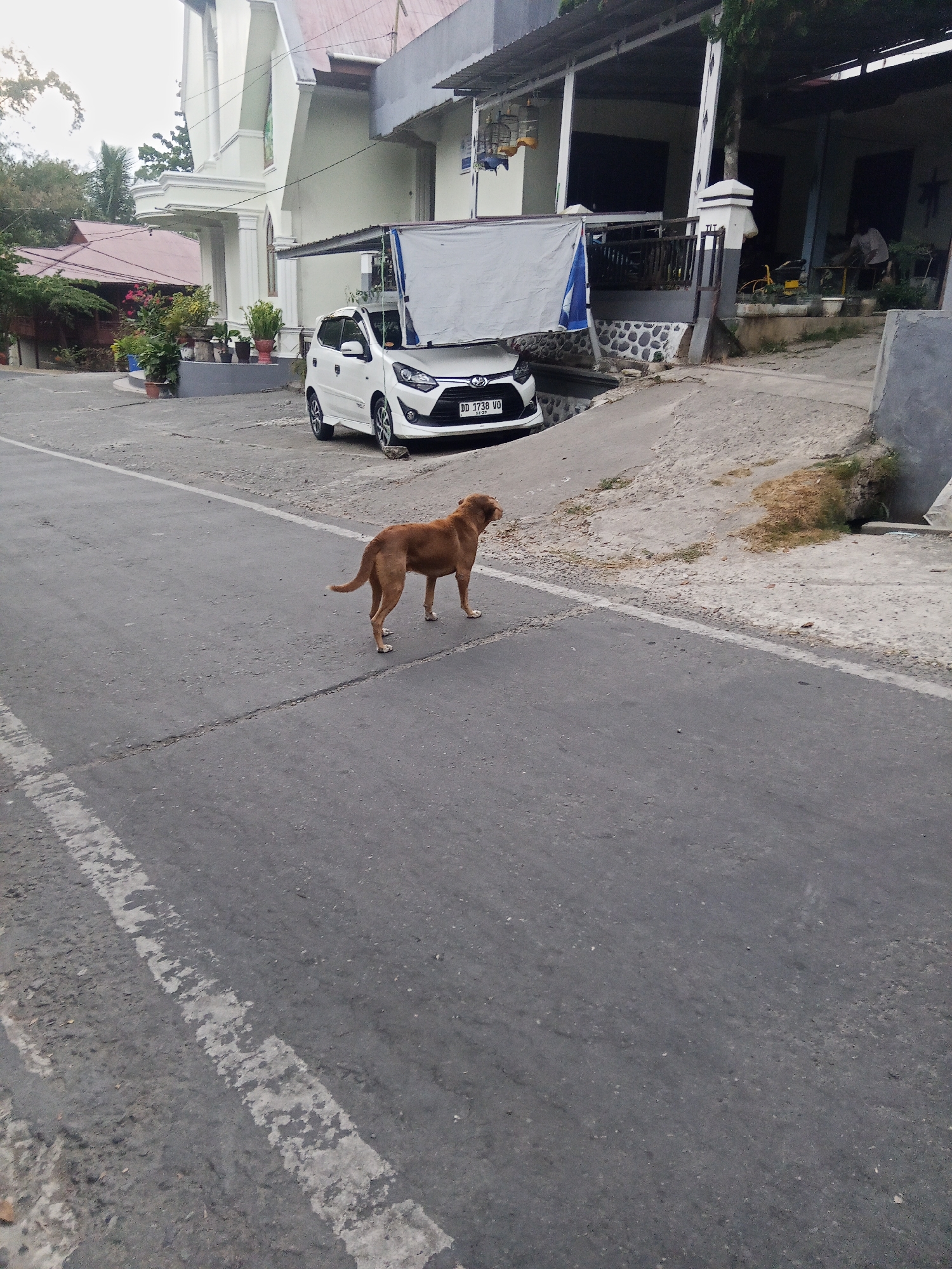 A medium shot shows a tan-colored dog standing on a cracked asphalt road in Makale, Indonesia. The dog is facing left, with its head turned to the right. Behind the dog, a white hatchback car is parked at an angle, partially obscuring a gray concrete embankment. A white tarp is stretched over a structure behind the car. Further in the background, a light-colored building with a red roof is visible, along with various potted plants. The scene appears to be a residential or commercial area in the city.