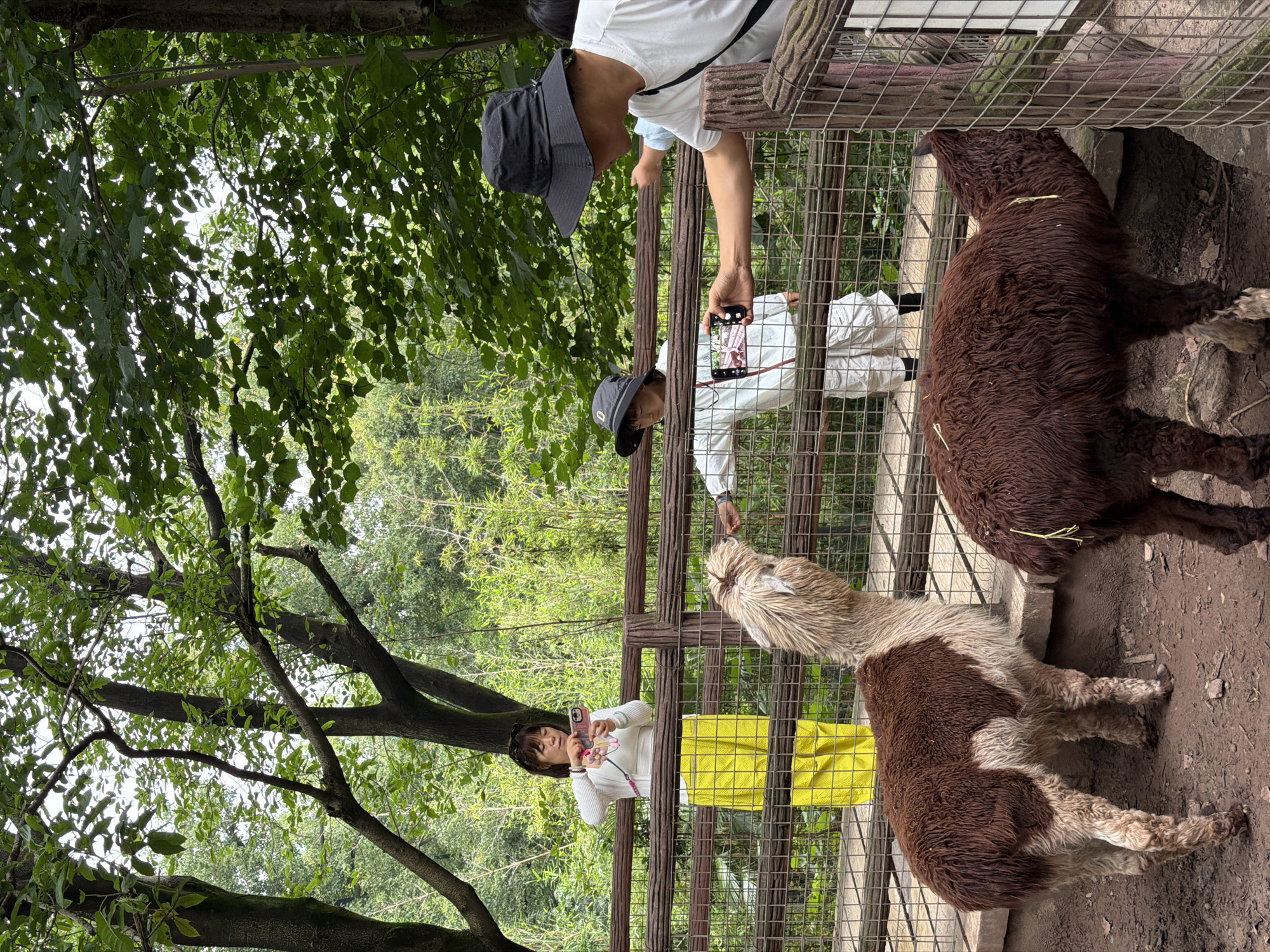 In the Jiulongpo District of China, two alpacas are within an enclosure, observed by several individuals. A light brown and white alpaca stands on the left side of the frame, facing the viewer's right, while a dark brown alpaca is positioned on the right, facing away from the viewer and toward a fence. A person wearing a white t-shirt and a dark hat is in the foreground on the right, holding a smartphone and appearing to take a photograph of the alpacas. Behind a wooden fence, a woman in a white top and bright yellow pants is standing on the left, also holding a smartphone and taking a picture. Further back, a child in a white jacket and hat is visible on a wooden walkway, also engaged with a smartphone. The environment is lush with green trees and foliage surrounding the enclosure.