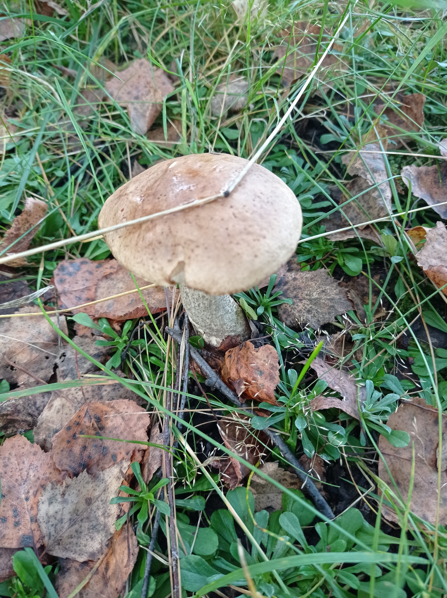 A close-up, eye-level shot captures a mushroom growing amidst grass and fallen leaves. The mushroom, with a brown cap and a lighter stem, is the central subject. The surrounding environment is a forest floor with green blades of grass interspersed with dry, brown, and partially decayed leaves. Several thin, dry grass stalks and small twigs are visible on the ground. The lighting suggests an outdoor setting, likely during daylight hours. The scene appears to be a natural environment, possibly a park or woodland area within or near the city of Degtyarsk, Russia, given the context. No people or animals are present in the image.