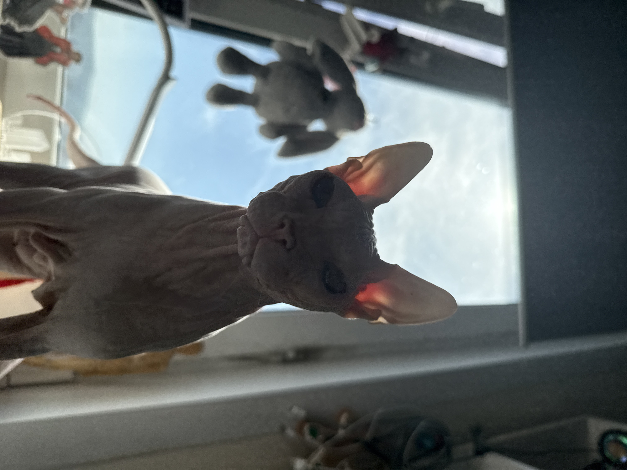 A low-angle, backlit vertical photograph depicts a Sphynx cat in the immediate foreground, positioned against a large window that frames a bright outdoor scene. The cat, light-colored with characteristic wrinkled, hairless skin, faces directly towards the viewer. Its large, pointed ears exhibit translucence, showing a reddish glow where light passes through them, while its eyes appear dark due to the backlighting. Its body is visible down to its upper legs and the beginning of its tail, which extends to the left.
The background, visible through the window, shows a bright blue sky with subtle white atmospheric haze and a visible sun flare/haze in the upper right. A distant, blurred landscape featuring rolling hills or mountains is discernible beneath the sky. This panoramic view is consistent with the geography of Krasnoyarsk, Russia, which is situated amidst such natural formations.
Several out-of-focus objects populate the scene. To the left of the cat, a grey plush toy, resembling a rabbit, is suspended against the bright window. Below this toy, on what appears to be a windowsill or ledge, are several cut-out figures; one is partially visible in a red dress, while another depicts a figure in a red cloak (possibly Doctor Strange) next to a dark-clad companion. To the right of the cat, a slender, vertical, light-colored structure (possibly a window frame element or pillar) is present, along with a cluster of small, reflective, multi-colored decorative items hanging in the upper right. A blurred, yellowish, humanoid figure is faintly visible behind the cat's right side. The scene is illuminated primarily by the strong natural light from the window, creating a silhouetted effect on the foreground subjects and keeping the immediate indoor environment in shadow.