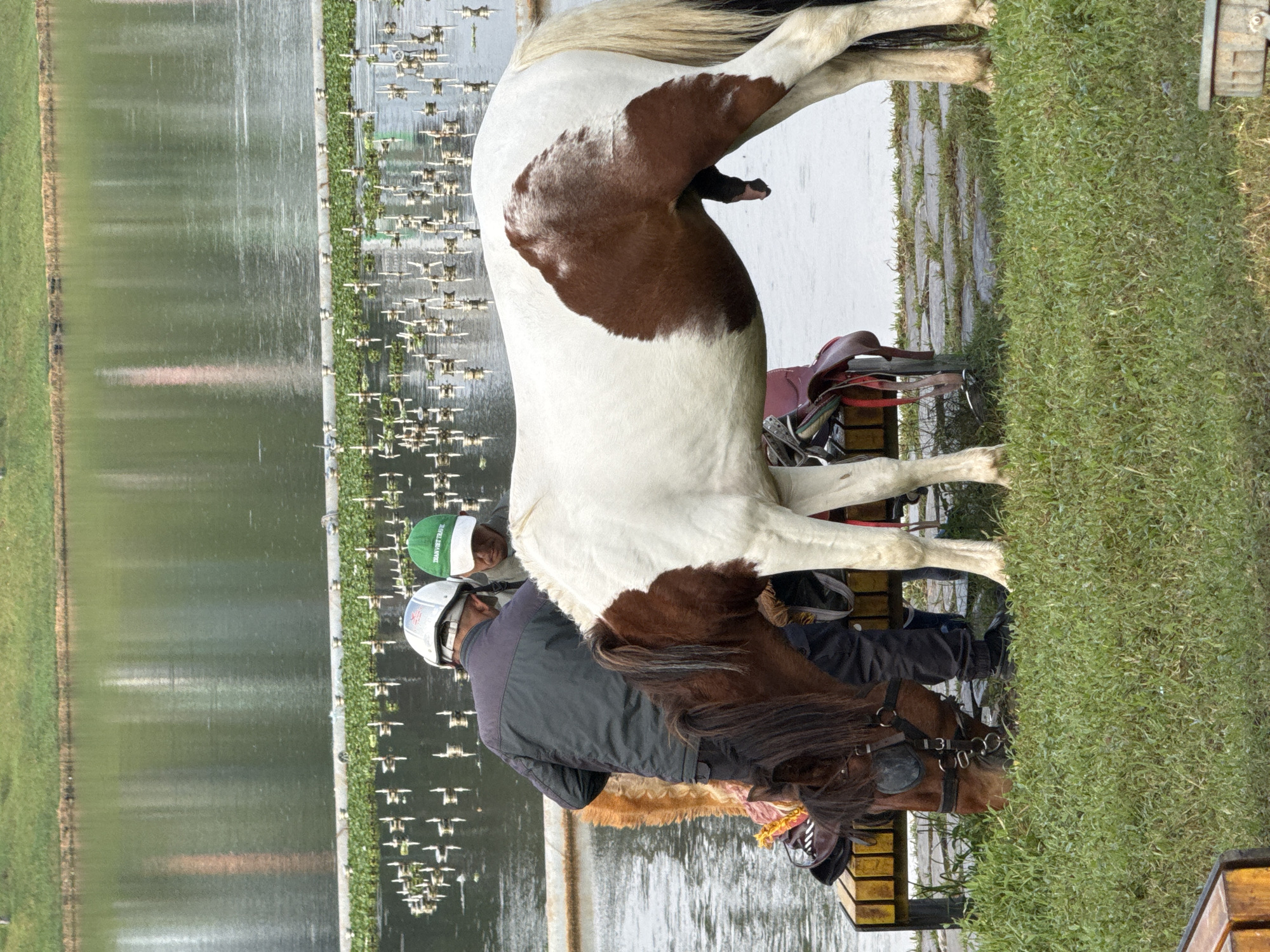 This image captures a scene by Xuan Huong Lake in Da Lat, Vietnam, where two men are attending to a pinto horse. The horse, predominantly white with brown patches, is standing by a yellow wooden bench. One man, wearing a dark jacket and a white helmet, is partially obscured by the horse, while the other, in a green cap that reads "TRAN VIET TRAVEL," looks towards the horse. The horse has a saddle on its back. In the background, the calm water of Xuan Huong Lake is visible, with a line of floating plants and small metal structures extending across the surface. The surrounding area is grassy, with stone pathways visible in the foreground. The overall atmosphere suggests a leisurely outdoor activity by the lake.