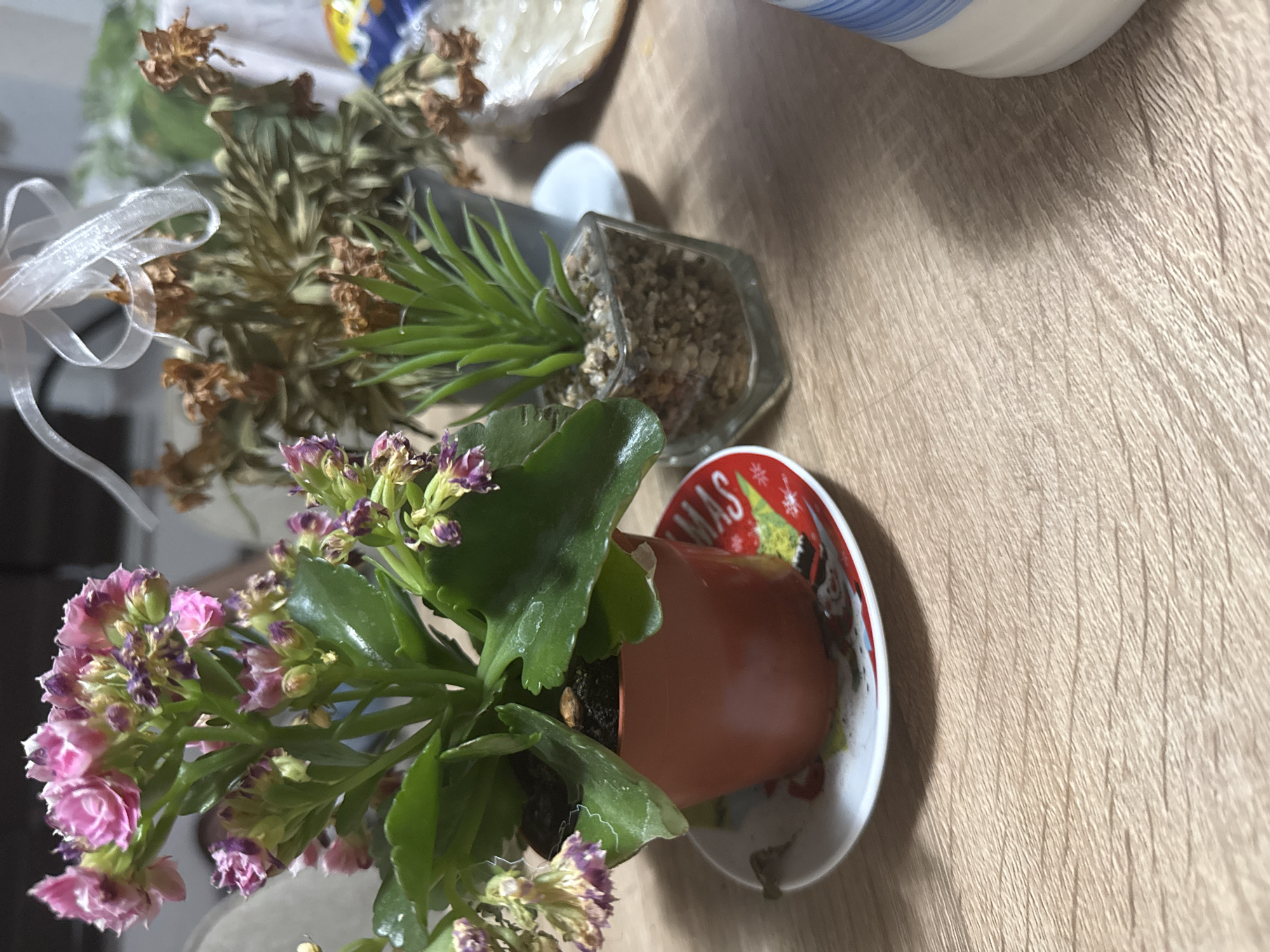 The image shows a close-up of a wooden table surface. On the table are several potted plants. In the foreground, a small terracotta pot contains a plant with vibrant pink flowers and green leaves. This pot sits on a festive Christmas-themed saucer. To the right of this pot is a clear glass cube containing a small succulent plant. In the background, a third potted plant appears to be dried out, with brown, withered leaves, and is decorated with a white ribbon tied in a bow. The lighting suggests an indoor setting, possibly a home or office. There is no discernible information in the image that indicates the location is the city of Plovdiv, Bulgaria.