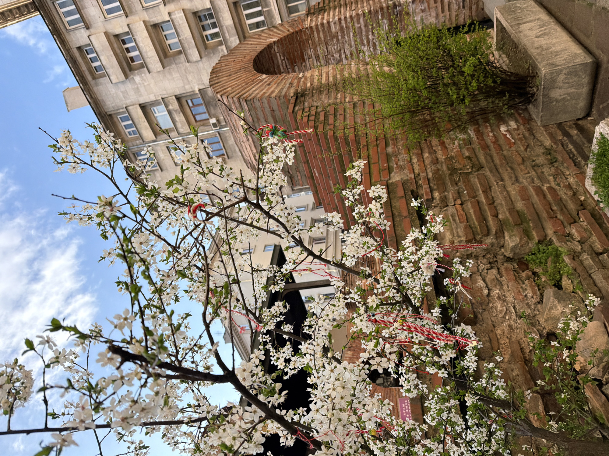 An outdoor, upward-angled view captures an urban scene in Sofia, Bulgaria, located near the Serdica archaeological complex. In the foreground, a deciduous tree is in full bloom with abundant small white flowers, indicating springtime. Numerous red and white braided or twisted strings, identified as Martenitsi, are tied to various branches, some featuring additional decorative elements like small white and red pom-poms or figures. To the right of the flowering tree, a section of ancient red brick architecture is visible, featuring a prominent archway. The brickwork shows signs of age and minor vegetation growth. In the background, a multi-story building with a light-colored, possibly concrete or stone, facade rises against a clear blue sky with scattered white clouds. This building features multiple rectangular windows and a series of balconies. A rectangular, grey concrete planter containing a green shrub is situated in the lower right foreground. No individuals are present in the scene.