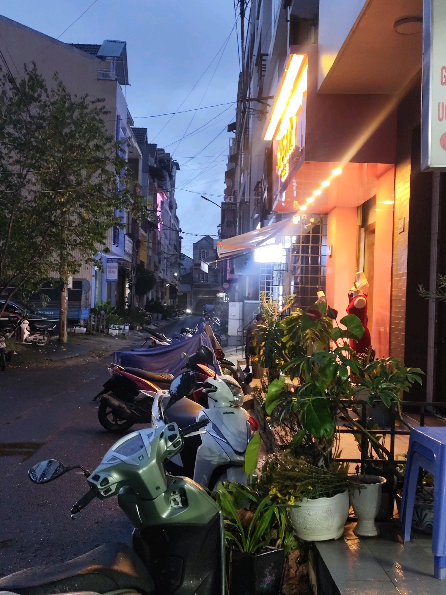 The image captures a street scene in Da Lat, Vietnam, at dusk. The perspective is from a low angle, looking down a narrow street lined with multi-story buildings. The sky is overcast and dark blue, with visible power lines crisscrossing overhead.
On the right side of the street, a building features a brightly lit orange sign with yellow lettering. Below the sign, a string of small lights illuminates a pink facade, and a glass storefront displays mannequins in red dresses. Potted plants, including lush green foliage and flowering plants, are arranged along the building's exterior. A blue plastic stool is visible next to the plants.
The left side of the street shows a row of older buildings, with some displaying colorful architectural details and balconies. Trees with dense green foliage are scattered along this side of the street.
Parked along the street are numerous motorbikes, the primary mode of transportation. Some are covered with tarps, while others are exposed. In the foreground, a light green motorbike is prominently featured, with its handlebars and mirrors visible. The street surface appears wet, suggesting recent rain. The overall atmosphere is that of a quiet, urban evening in a Vietnamese city.
