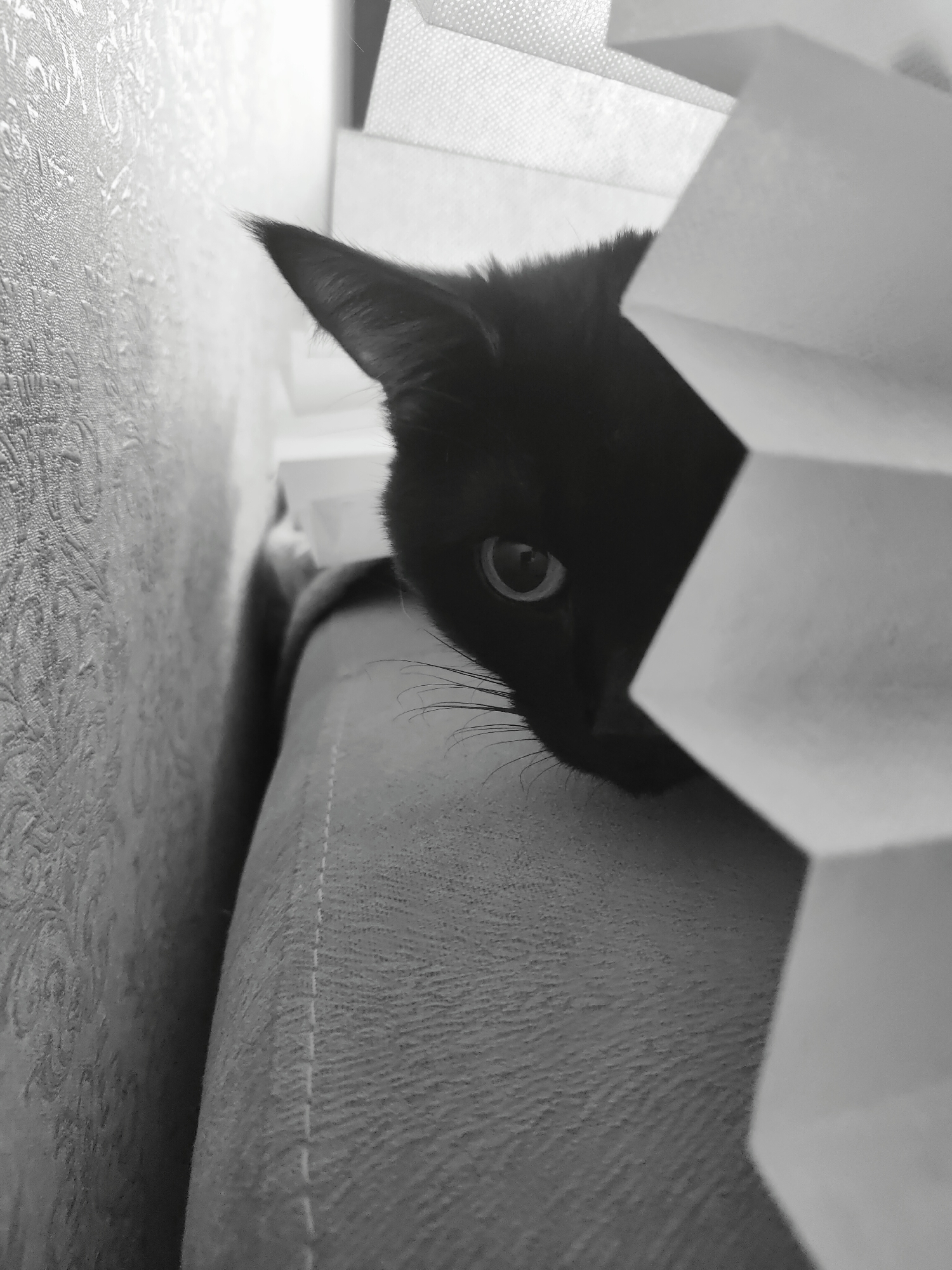 A black and white close-up photograph depicts a black cat partially obscured by a folded white material, possibly a blind or shade. The cat’s head, with one visible eye and ear, is positioned behind the white material. The cat appears to be resting or perched on a soft, textured surface that could be a couch or cushion. The background includes a patterned wall. The photo was taken in the city of Chaikovsky, Russia.