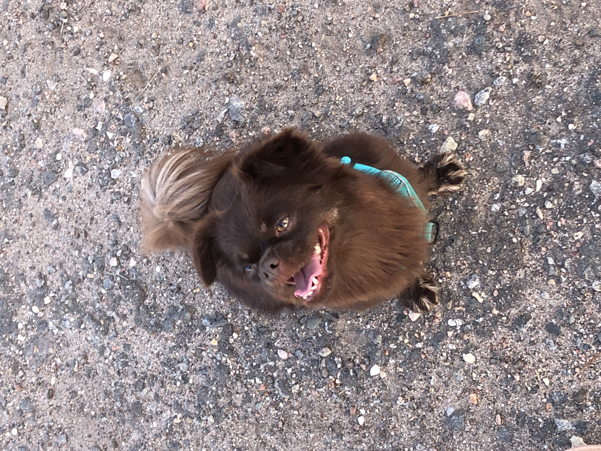 An overhead shot shows a small, fluffy brown dog with its mouth open and tongue out, sitting on a gravelly surface. The dog is wearing a light blue harness. The ground is composed of small grey, white, and pinkish pebbles. The background is out of focus, but appears to be more of the same gravel. The image is taken in the vicinity of Krasnaya Presnya SNT, Russia.