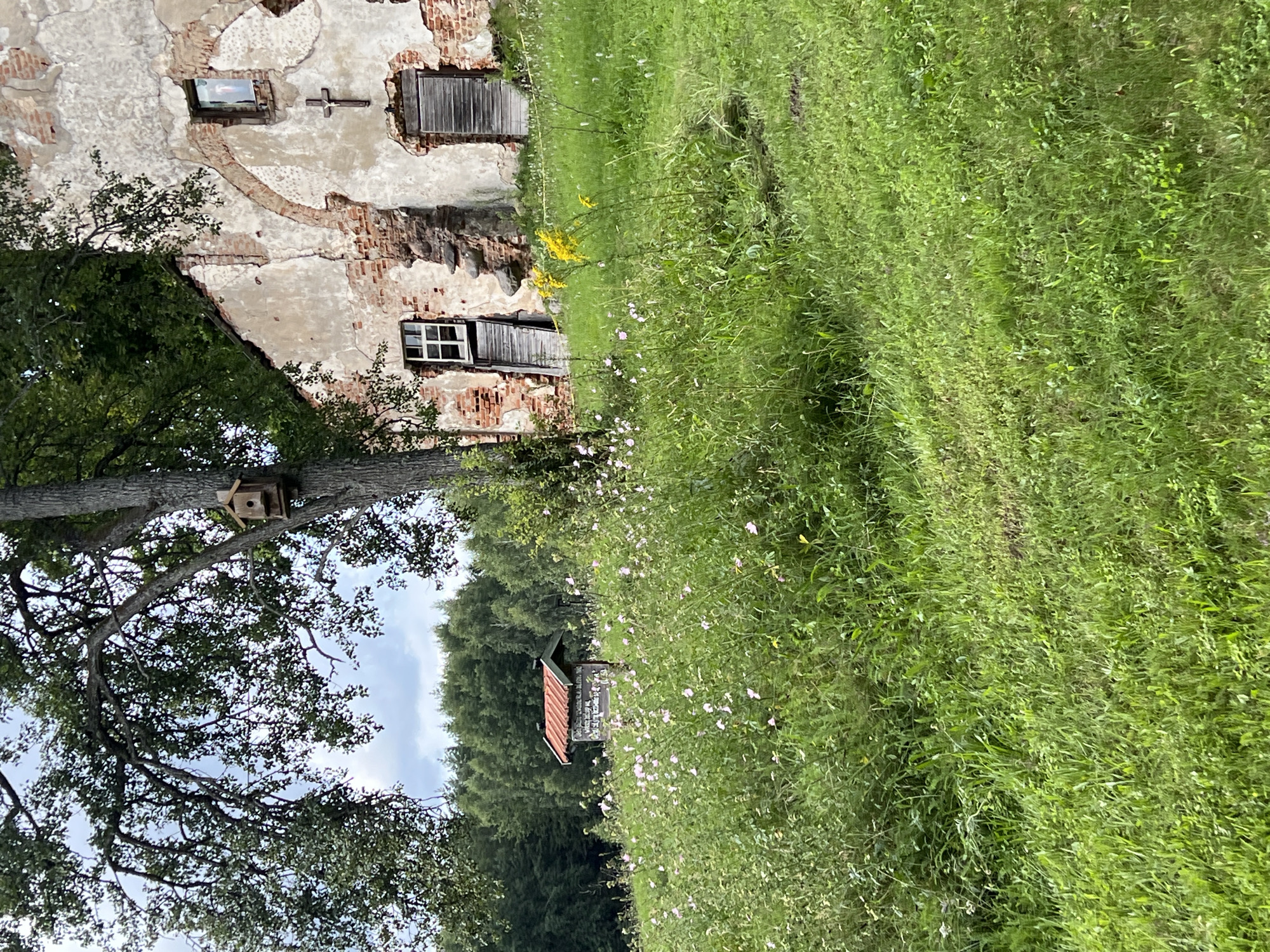 The image depicts a rural scene in Norviliškės, Lithuania, focusing on the dilapidated facade of a brick building and its surrounding natural environment. The building, likely an old church or manor, shows significant decay with crumbling plaster revealing exposed red bricks. Two arched doorways with weathered wooden doors are visible, one of which is partially open. Above these, a small, square window with a white frame is present. A wooden cross is affixed to the wall above the right doorway. Another smaller, square window with a white frame is positioned to the left of the left doorway.
In front of the building, a grassy field is densely populated with tall green grasses and small, delicate pink flowers. A small wooden structure with a red roof, possibly a shed or information booth, is situated in the mid-ground to the left, amidst the vegetation. A large, mature tree with sprawling branches dominates the left side of the frame, its leaves forming a dense canopy. A small, light-colored birdhouse is mounted on the trunk of this tree. Yellow wildflowers are scattered in the grass closer to the building. The background consists of a lush, dark green forest line beneath a cloudy sky. The overall impression is one of abandonment and the reclamation of man-made structures by nature.