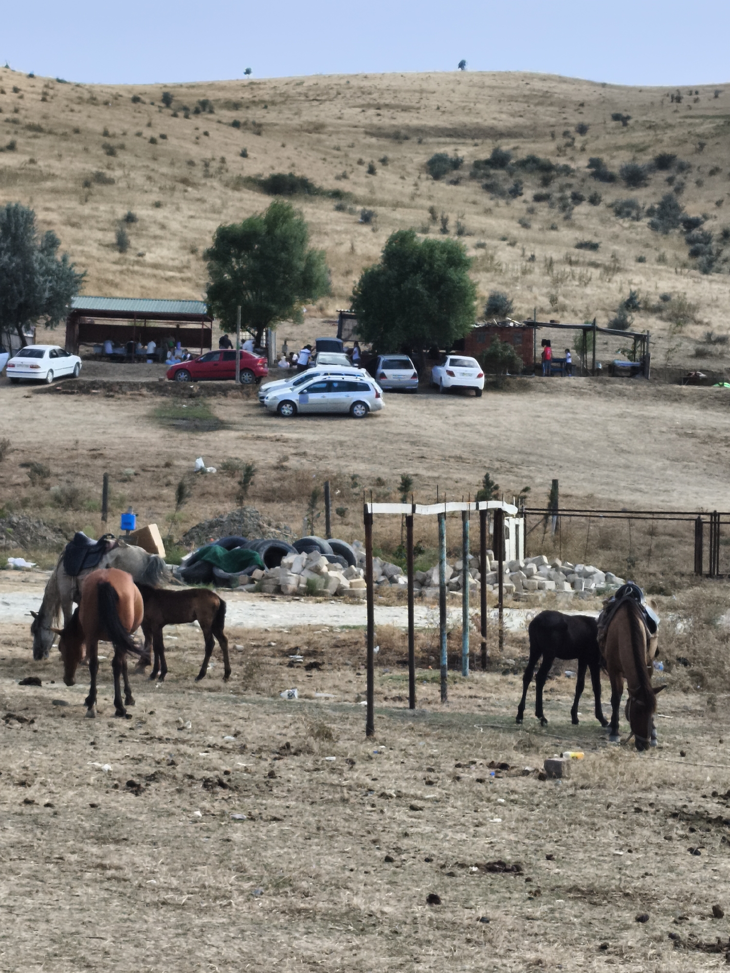 The image depicts a dry, hilly landscape with sparse vegetation, likely in or near Siazan, Azerbaijan. In the foreground, several horses are grazing or standing in a dry, dusty field. One horse in the lower left appears to be a light grey, with a saddle and bridle. Two other horses, one brown and one dark brown, are closer to the center. A dark brown foal stands next to a brown horse on the right side of the image. In the midground, there are several parked cars, including white sedans and a silver SUV, indicating a gathering or event. A covered, open-air structure with seating is visible, where a group of people are gathered, suggesting a picnic or rest area. Further in the background, the landscape rises into a parched, tan-colored hill dotted with scattered bushes and trees. The sky is a pale blue with a few faint clouds. The scene appears to be an outdoor recreational area or a rural gathering point.