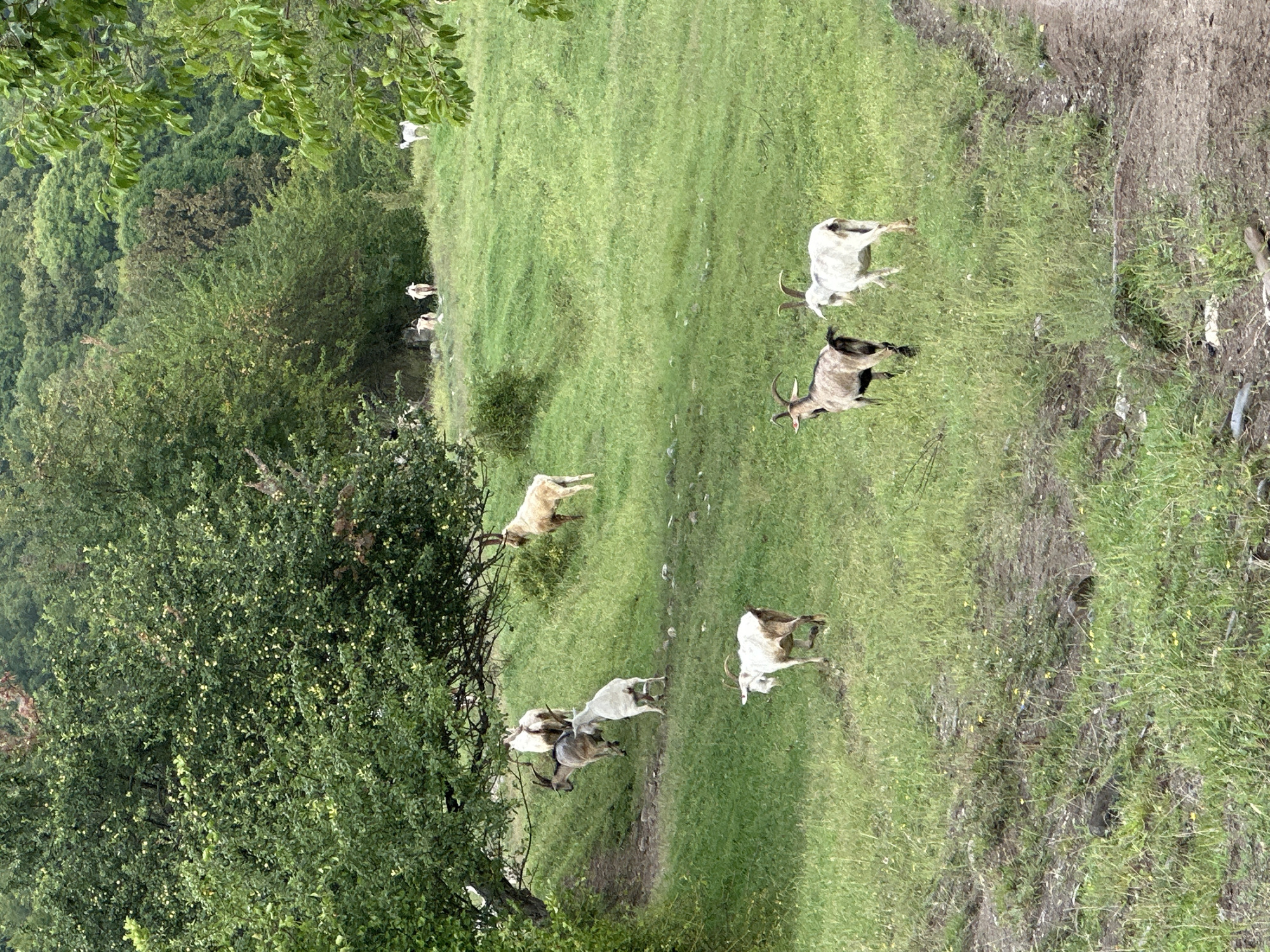 A herd of goats grazes on a grassy slope on the outskirts of Galitsyno, Russia. The goats are of various colors, including white, brown, and grey. Some of the goats are walking, while others are standing still. The environment is a rural landscape with trees and green vegetation. The image appears to have been taken in the daytime.