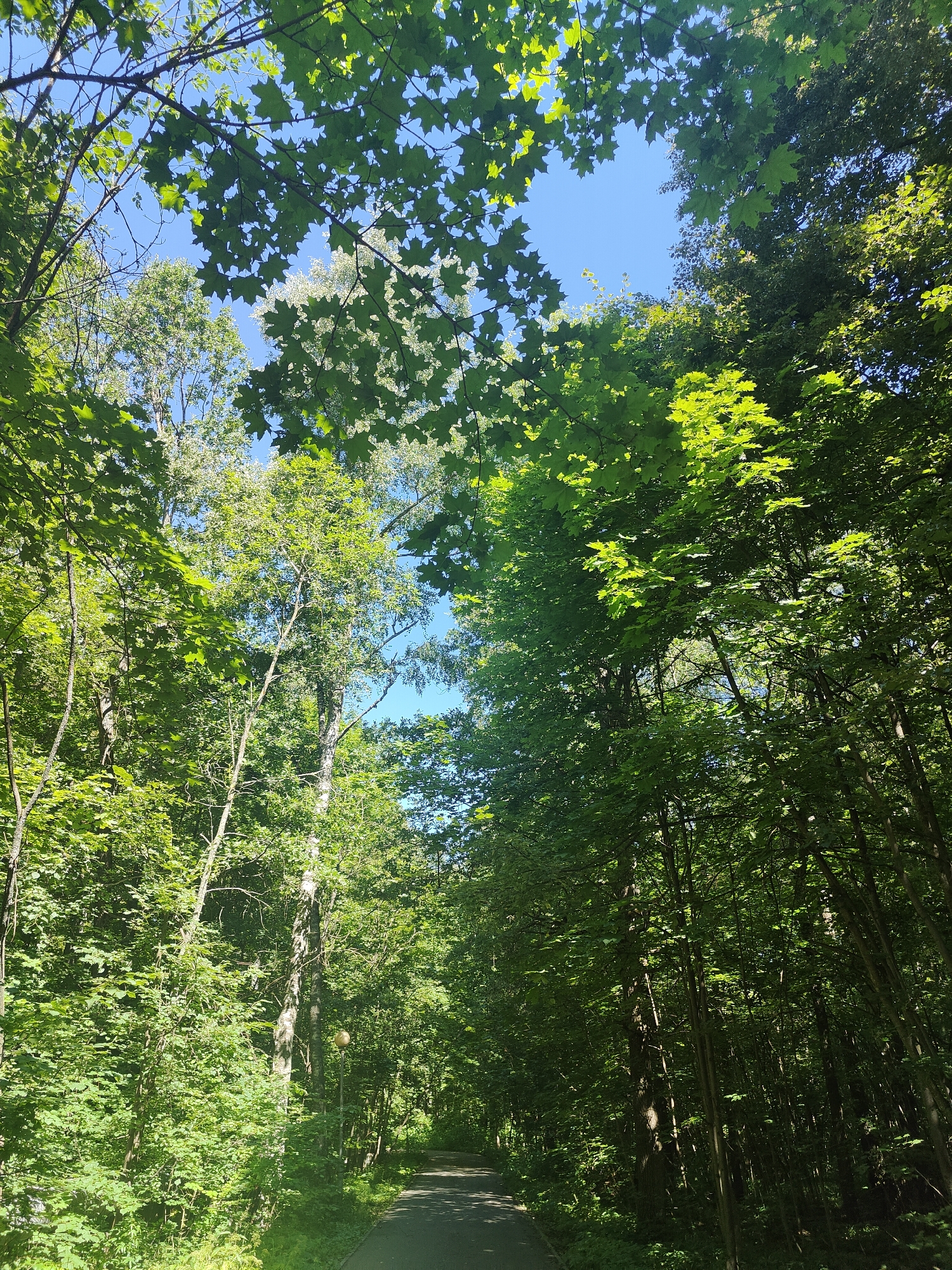 An overhead shot looking up through a dense forest canopy reveals a clear blue sky. The trees are lush with green leaves, with sunlight dappling through the foliage. In the lower portion of the image, a paved path curves away into the trees, suggesting a park or wooded trail. A single, spherical street lamp is visible on the right side of the path.