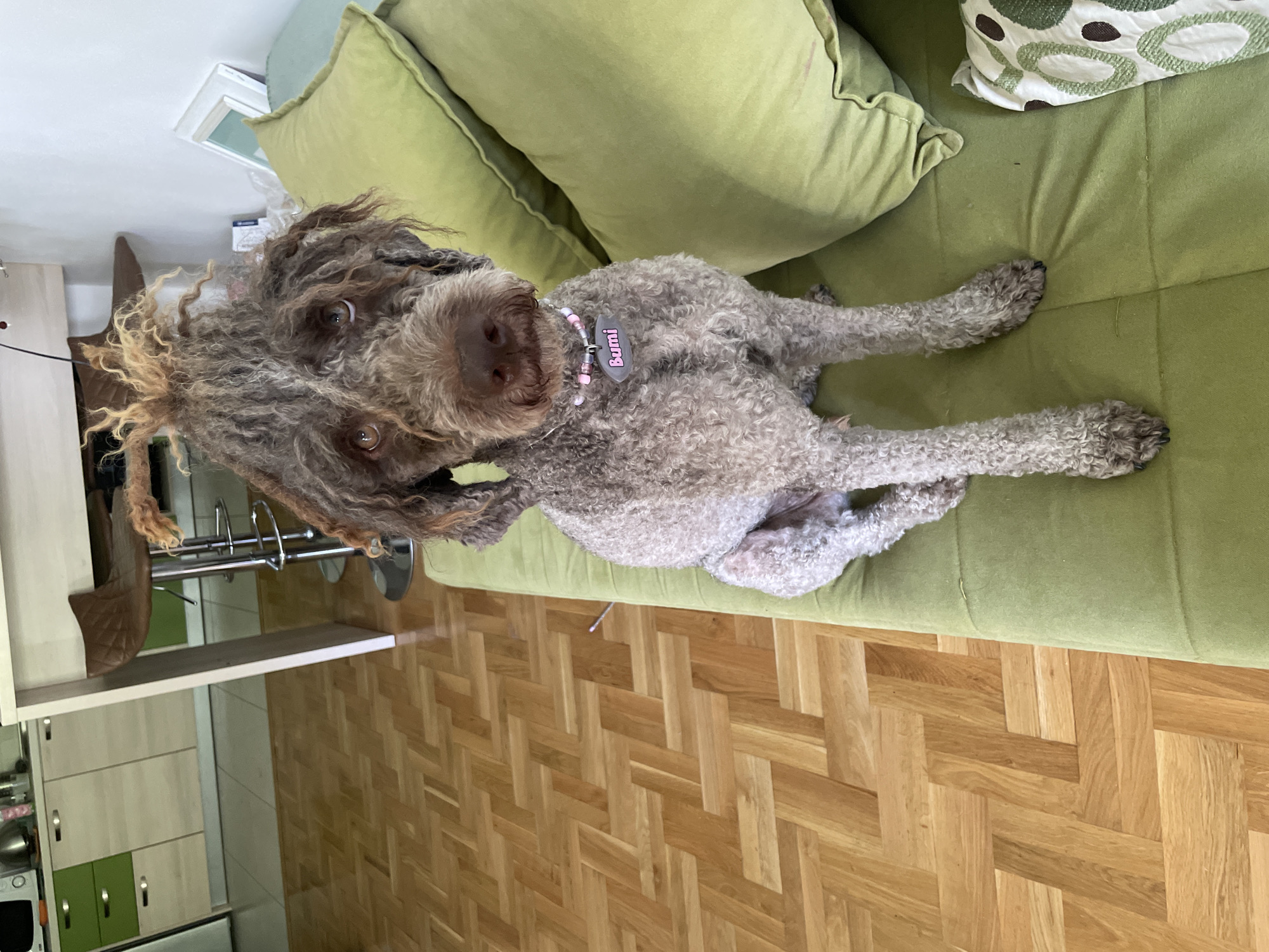 A Lagotto Romagnolo dog is lying on a light green couch with light green and patterned throw pillows. The dog wears a pink collar with a name tag that reads "Bumi." The scene is indoors, likely a home in Boreti, Montenegro, as per the context. The floor is a light-colored parquet pattern. Part of a kitchen with green accents is visible in the background.