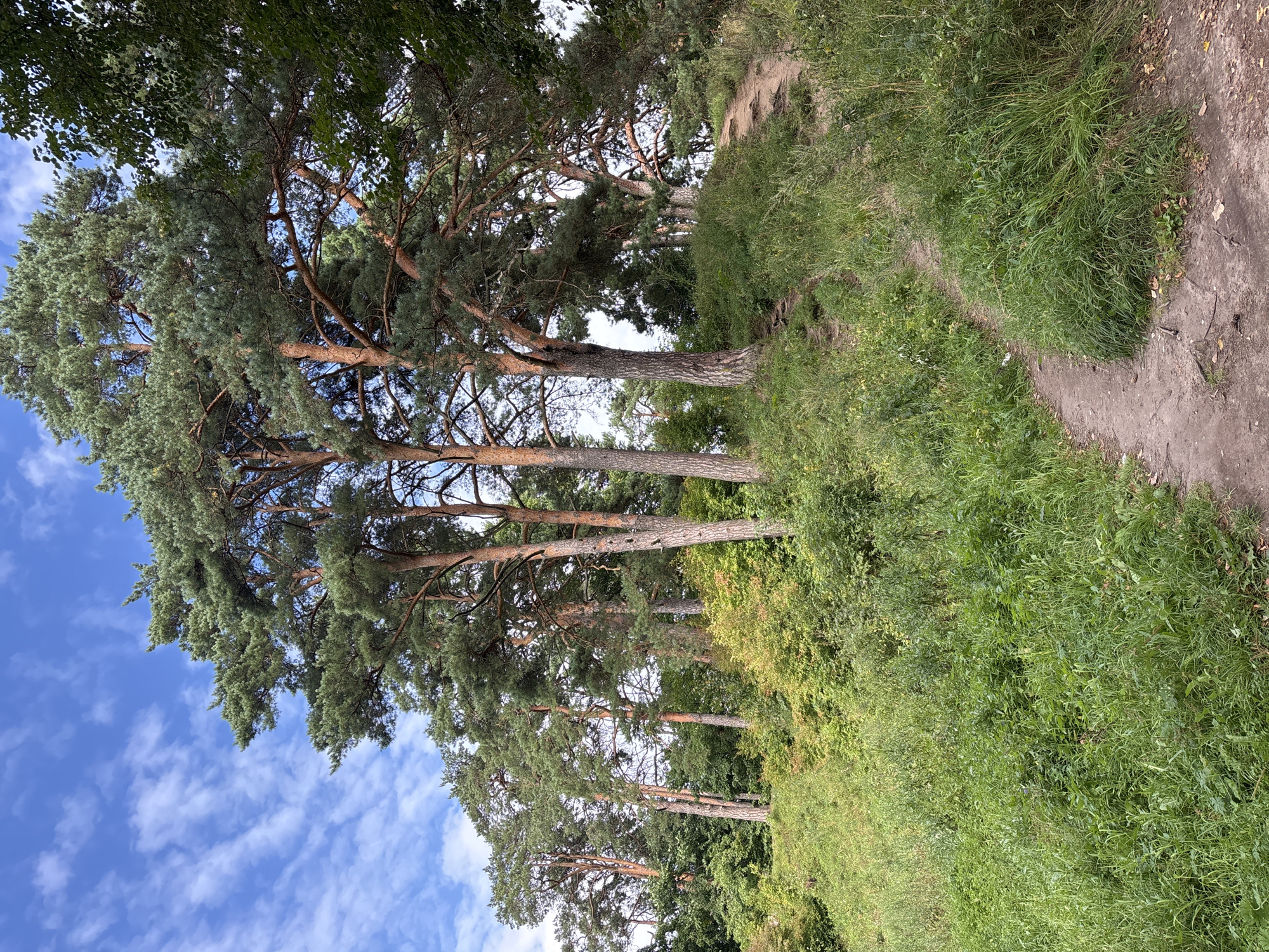 The image depicts a scenic view of a winding dirt path ascending a grassy hill in Zvenigorod, Russia, likely within a park or natural reserve. Tall pine trees with rough, reddish-brown bark dominate the landscape, their green needles forming a dense canopy against a bright blue sky dotted with wispy white clouds. The path is narrow and sandy, with exposed roots and stones visible. Lush green grass and various shrubs cover the slopes of the hill, creating a vibrant natural setting. The overall scene suggests a peaceful, outdoor environment suitable for walking or hiking. There are no people or animals visible in the image.