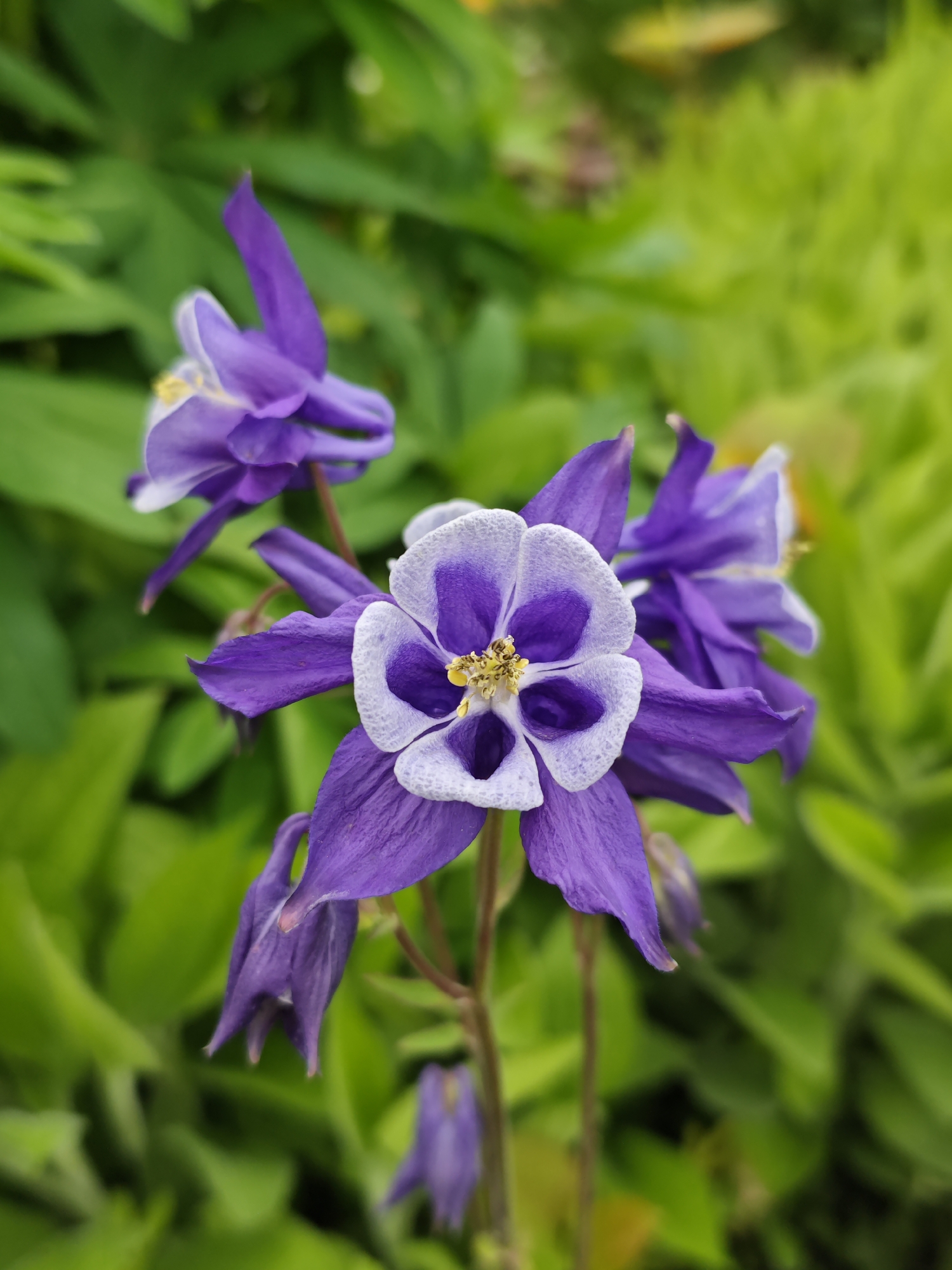 The image depicts a close-up of a purple and white columbine flower in Новоекатериновская, Russia. The flower is the primary subject, with its petals displaying a gradient from white at the center to purple at the tips. Yellow stamens are visible in the flower's center. The background consists of blurred green foliage, providing a soft backdrop to the vibrant flower. Several other flowers are present in the background. The image is well-lit, showcasing the flower's textures and colors.