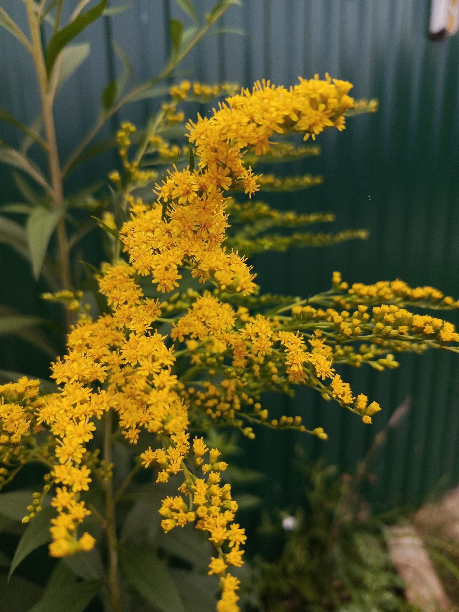 A close-up, eye-level shot showcases a cluster of bright yellow flowers, likely goldenrod, against a blurred dark green fence. The flowers are small and densely packed, forming feathery plumes on thin stems. The shallow depth of field blurs the background, focusing attention on the vibrant yellow blossoms. The environment suggests an outdoor setting, possibly a garden or roadside area in Chaikovsky, Russia, given the presence of a typical fence. No people or animals are visible. The lighting appears to be natural daylight.