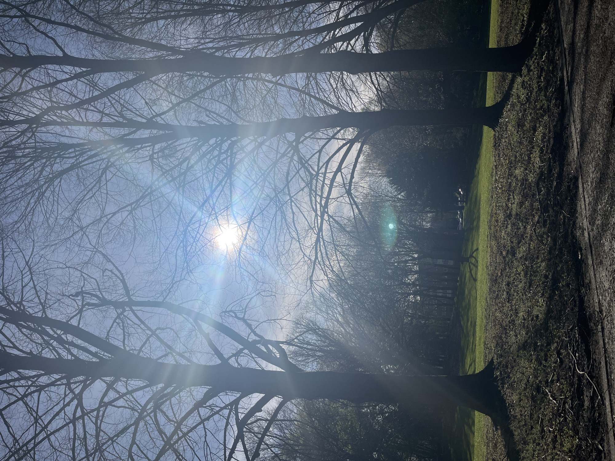 A landscape photo taken in Maastricht, Netherlands, shows a park scene with leafless trees silhouetted against a bright, sunny sky. The trees, which are the primary subjects, have many branches that are bare. The sun is high in the sky, creating lens flare in the image. A path or road runs along the right edge of the frame, and a grassy area is in the center. The background of the scene is more densely wooded. There are no people visible in the frame.
