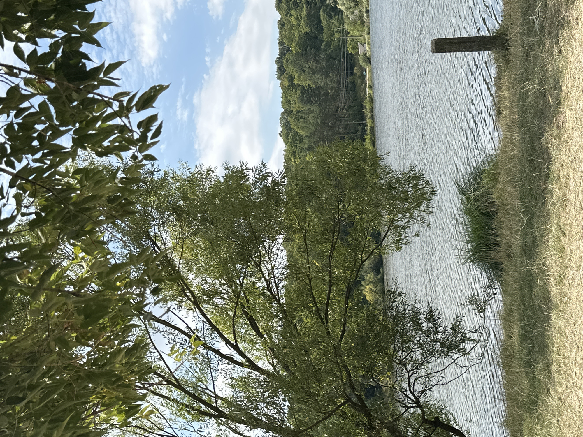 The image depicts a tranquil lakeside scene, likely in the vicinity of Makiv, Ukraine. A large tree with lush green foliage overhangs the left side of the frame, its branches casting shadows and framing the view. Beyond the tree, a calm body of water, possibly a river or lake, stretches across the middle ground, its surface rippled by a gentle breeze. The far bank of the water is lined with a dense forest of green trees, creating a natural backdrop. The sky above is a clear blue, dotted with scattered white clouds. In the foreground, dry grass and scattered twigs cover the ground. A rough-hewn wooden post stands partially visible in the lower right corner, suggesting the edge of a path or boundary. The overall atmosphere is one of natural beauty and serenity.