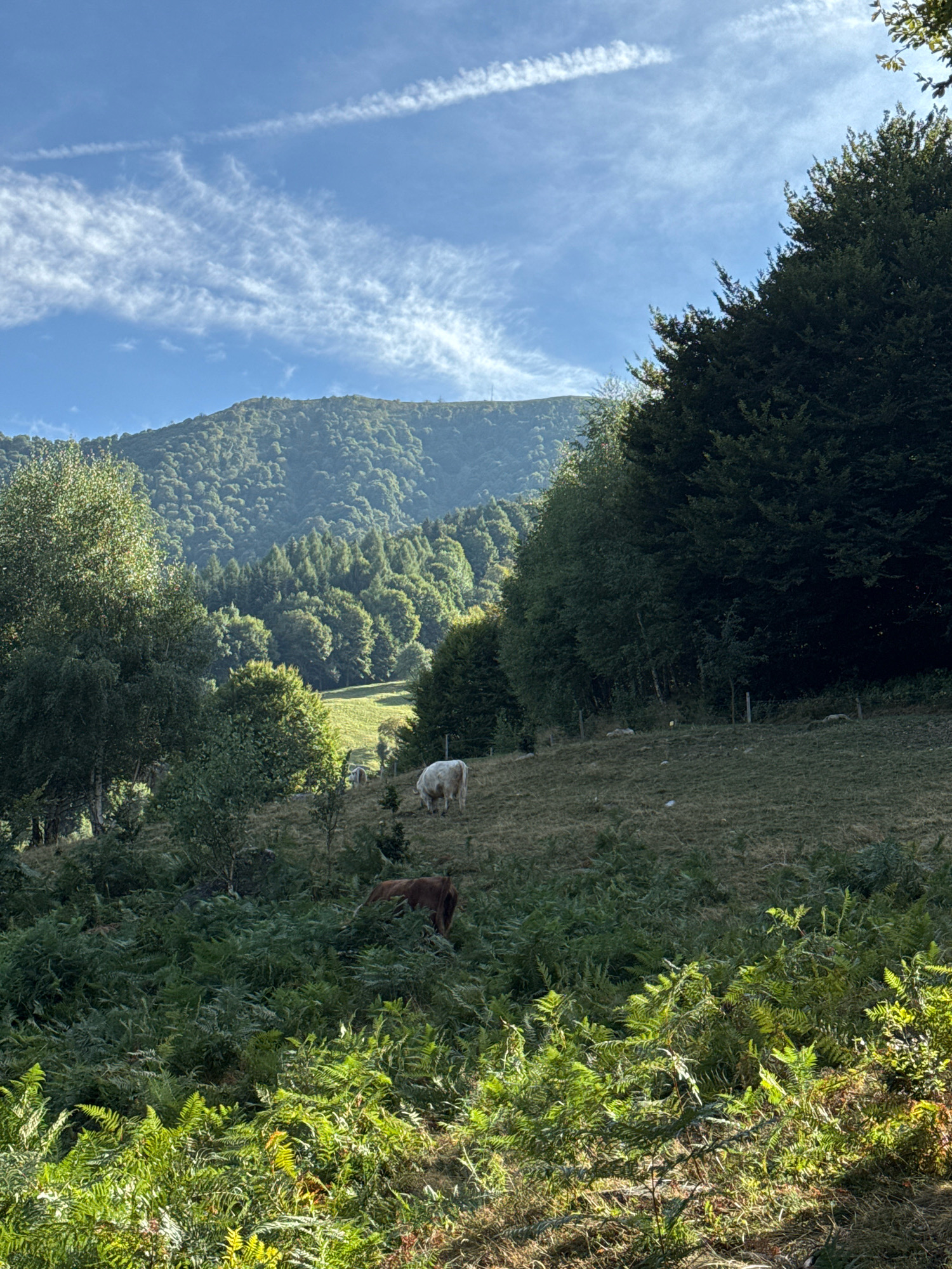 The image captures a verdant hillside under a bright blue sky with scattered wispy clouds. In the foreground, lush green ferns dominate, with sunlight dappling through their fronds. Further up the slope, two cows graze on the grass; one is a white cow facing to the left, and the other is a brown cow with its back to the viewer, partially obscured by the ferns. Beyond the grazing animals, the hillside transitions into a dense forest that covers the undulating terrain, with a distant, larger mountain range forming the backdrop. The scene appears to be a natural landscape, possibly in a rural or mountainous area. There is no visible indication of the city of Bellagio, Italy.