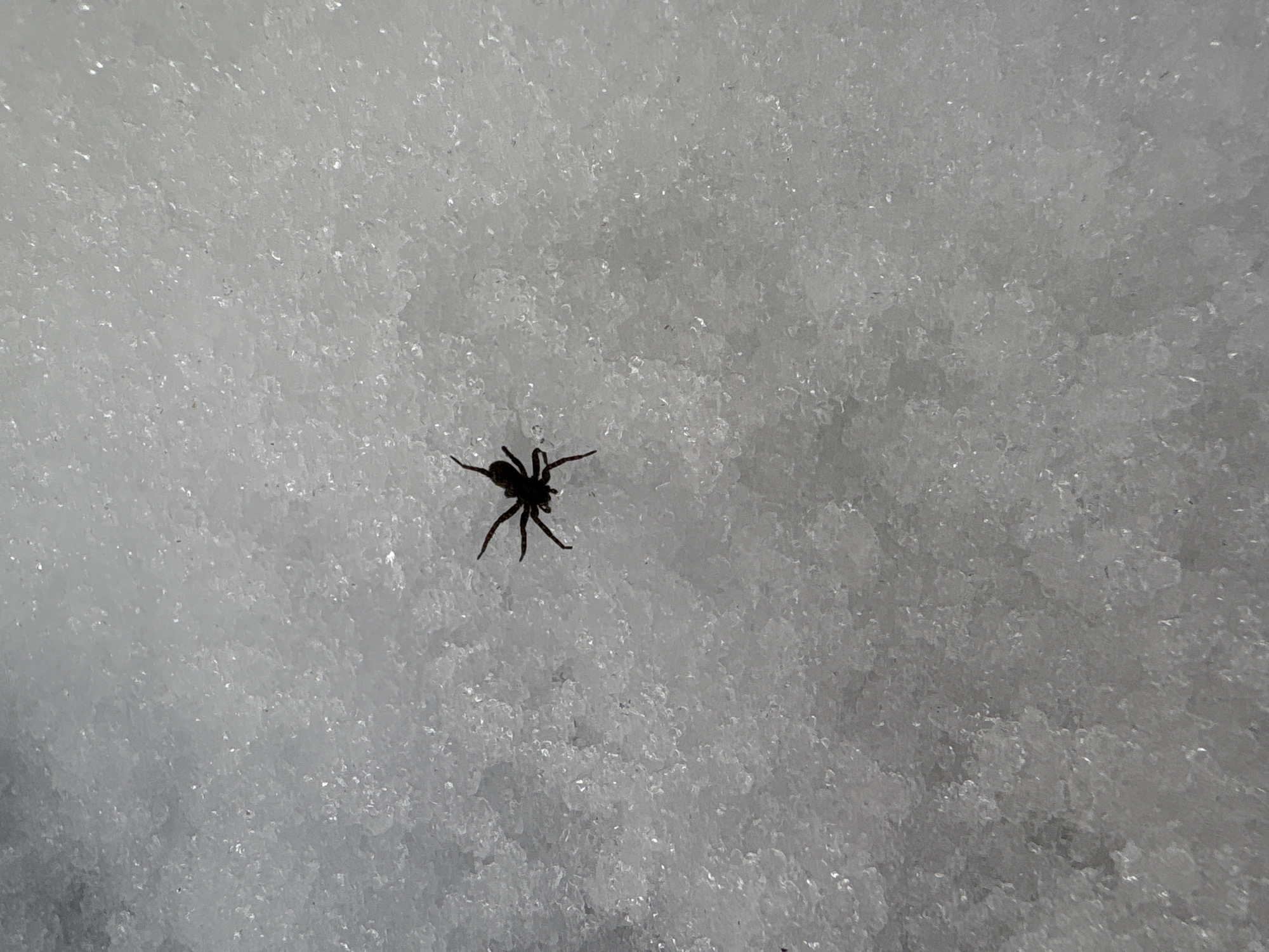 The image displays a single, dark-bodied spider, an arachnid with eight visible legs, positioned on a granular surface composed of white ice or snow crystals. The spider is approximately centered in the frame. No other animate subjects or inanimate objects are present, and no discernible actions or interactions are occurring beyond the spider's static presence on the crystalline surface. The environment depicted is consistent with an outdoor winter setting. The scene is located in Votkinsk, Russia.