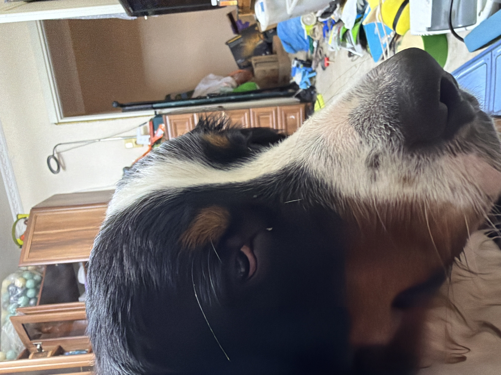 A close-up, eye-level, indoor shot focuses on the face of a large dog, likely a Bernese Mountain Dog, in what appears to be a cluttered living space. The dog's head is turned to the right, with its black, white, and brown fur prominent. Its left eye, dark and partially obscured by fur, is visible. A few strands of white fur extend from its forehead.
The background is a chaotic scene. To the left, there's a wooden cabinet with glass-fronted doors, revealing some stored items. Further right, an open doorway reveals more of the room, which is filled with various objects on the floor and shelves. These include what appear to be bags, boxes, a yellow object, and white containers. A tall, dark object, possibly a standing lamp or a piece of furniture, is also visible. The walls are a light color, and there's a ceiling trim visible at the top. The overall impression is one of a lived-in, untidy environment. No specific geographical markers are visible to pinpoint the location within Nakhabino, Russia.