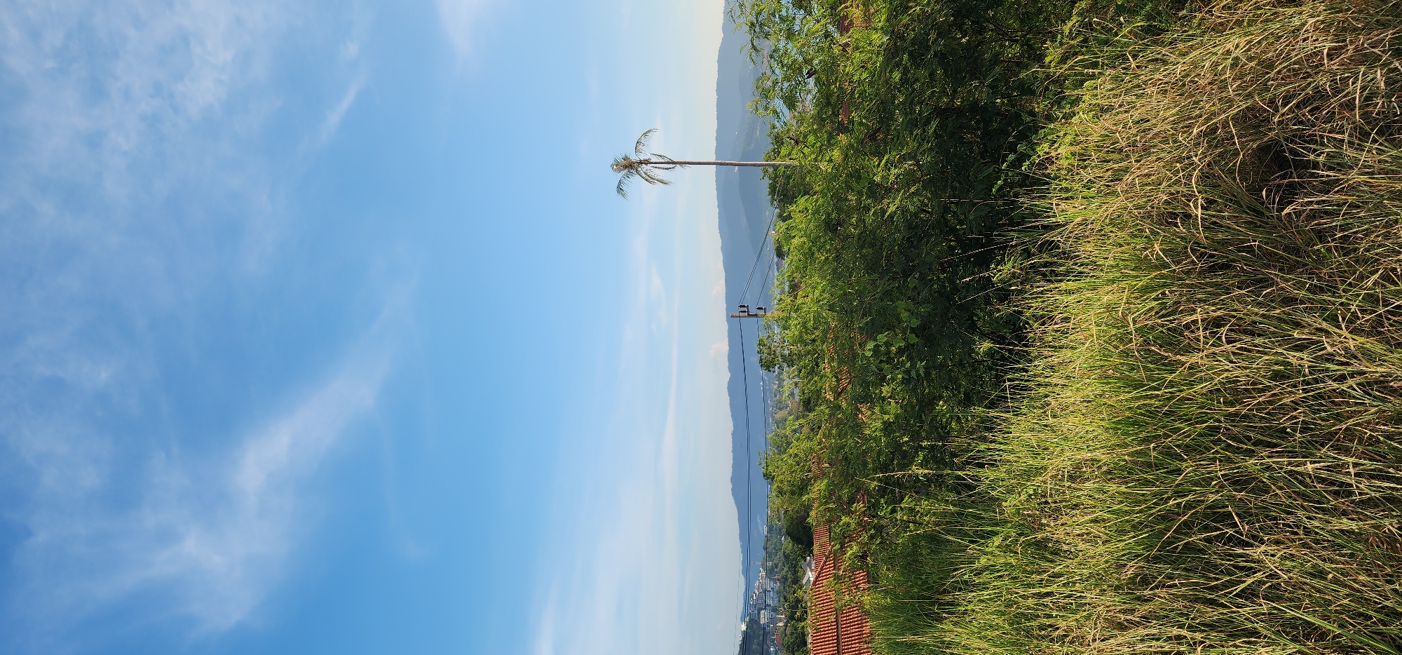 The image depicts a verdant, hilly landscape on a clear day, likely in Koh Samui, Thailand, based on the distinctive tiled rooftops and lush vegetation. In the foreground, tall, dry grass sways gently, interspersed with dense green bushes and foliage. Beyond the immediate greenery, a cluster of buildings with orange tiled roofs is visible, suggesting a residential or urban area. In the mid-ground, a tall, slender palm tree stands out against the backdrop of rolling hills. A utility pole with electrical wires crosses the scene horizontally, hinting at infrastructure. The background is dominated by layered mountains fading into the distance, under a bright blue sky dotted with wispy white clouds. The overall impression is one of a tropical, somewhat undeveloped environment, likely a suburban or semi-rural setting.