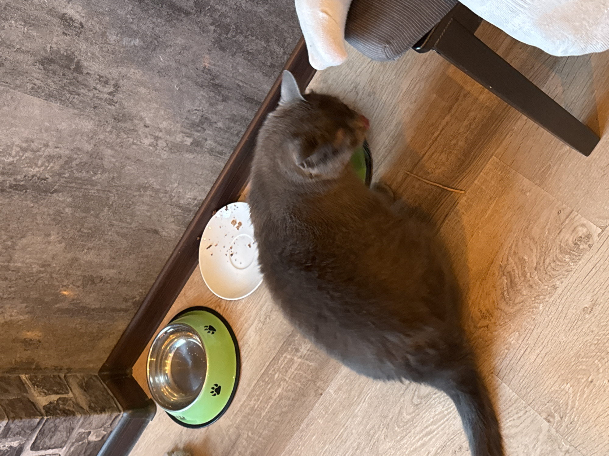 A gray cat is eating from a green bowl with paw prints on it. A small, white plate with crumbs is next to the bowl. The cat is near a chair leg on a light brown, wood-patterned floor, which is next to a gray floor. The scene is likely indoors. It is not possible to determine the location as Rostov-on-Don, Russia.