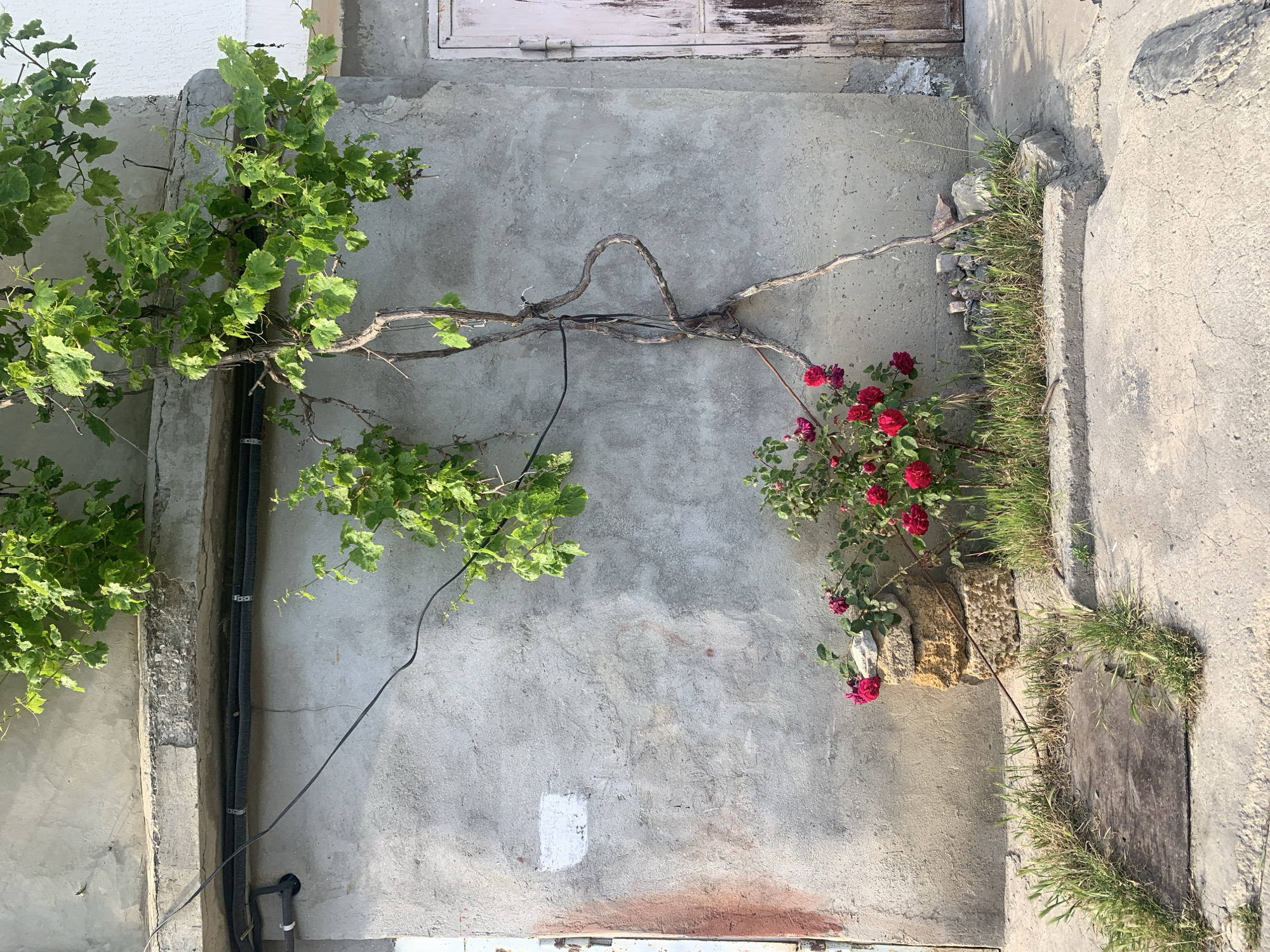A concrete wall dominates the frame, bisected by a thick vine. The vine sprouts verdant foliage on the left side of the image and supports a cluster of red roses on the right. A series of black utility conduits runs vertically along the left edge of the wall. A white rectangular patch is visible near the bottom center. The wall is bordered by a concrete step and overgrown with grass and weeds. A partially visible weathered door appears at the top of the image. The setting appears to be an urban or suburban area.