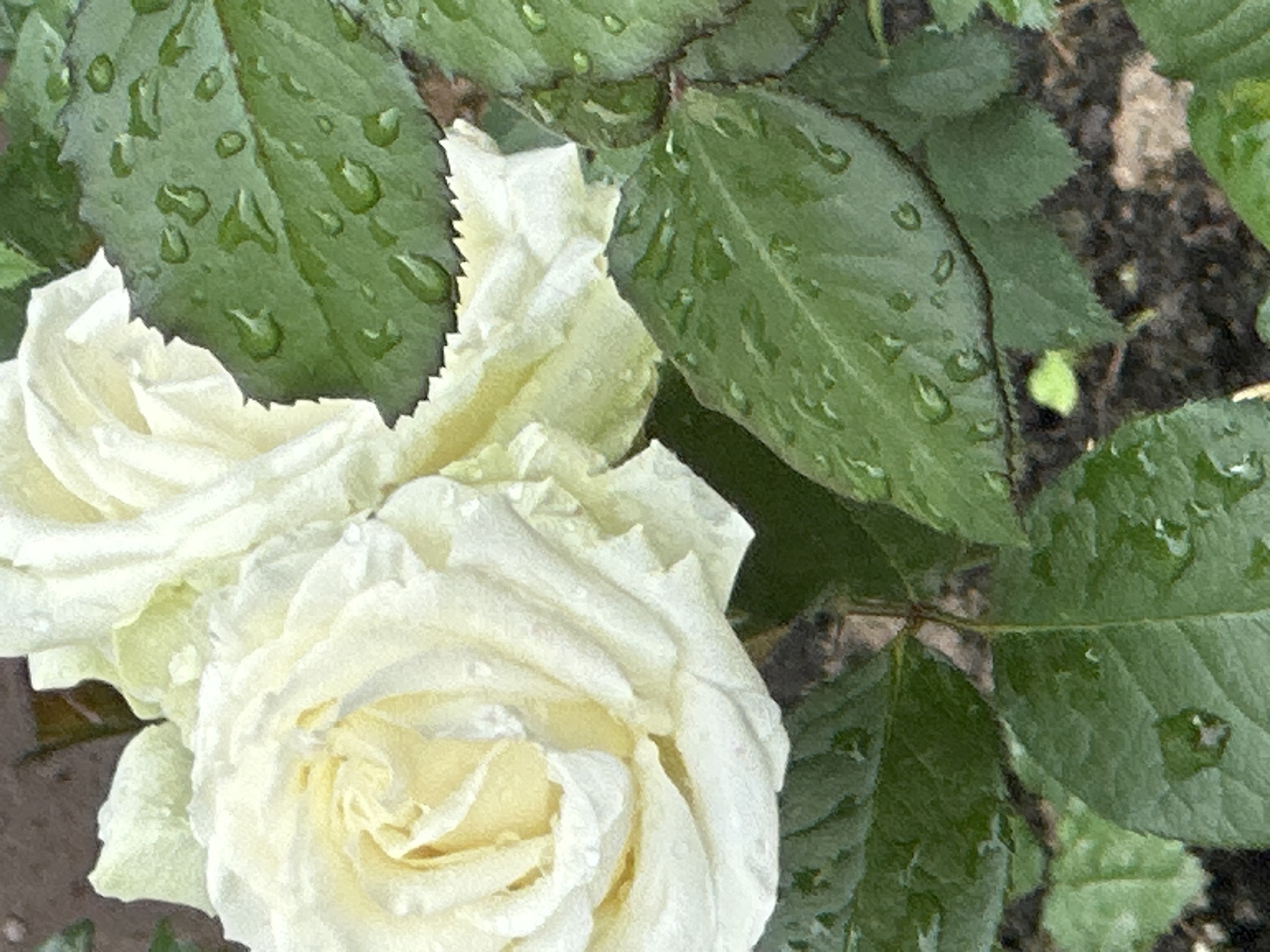 A close-up, eye-level shot captures two creamy white roses, one in sharp focus on the left and another slightly blurred to the right, nestled among vibrant green leaves. The leaves, particularly those in the foreground and midground, are adorned with numerous water droplets, suggesting a recent rainfall. The edges of some leaves are serrated. The background is a muted blur of dark soil and some brown elements, likely stems or dried foliage. There are no people or discernible actions taking place. The image appears to be of a garden or park setting, consistent with outdoor flora. The location in Podolsk, Russia, cannot be determined from the visual information provided.