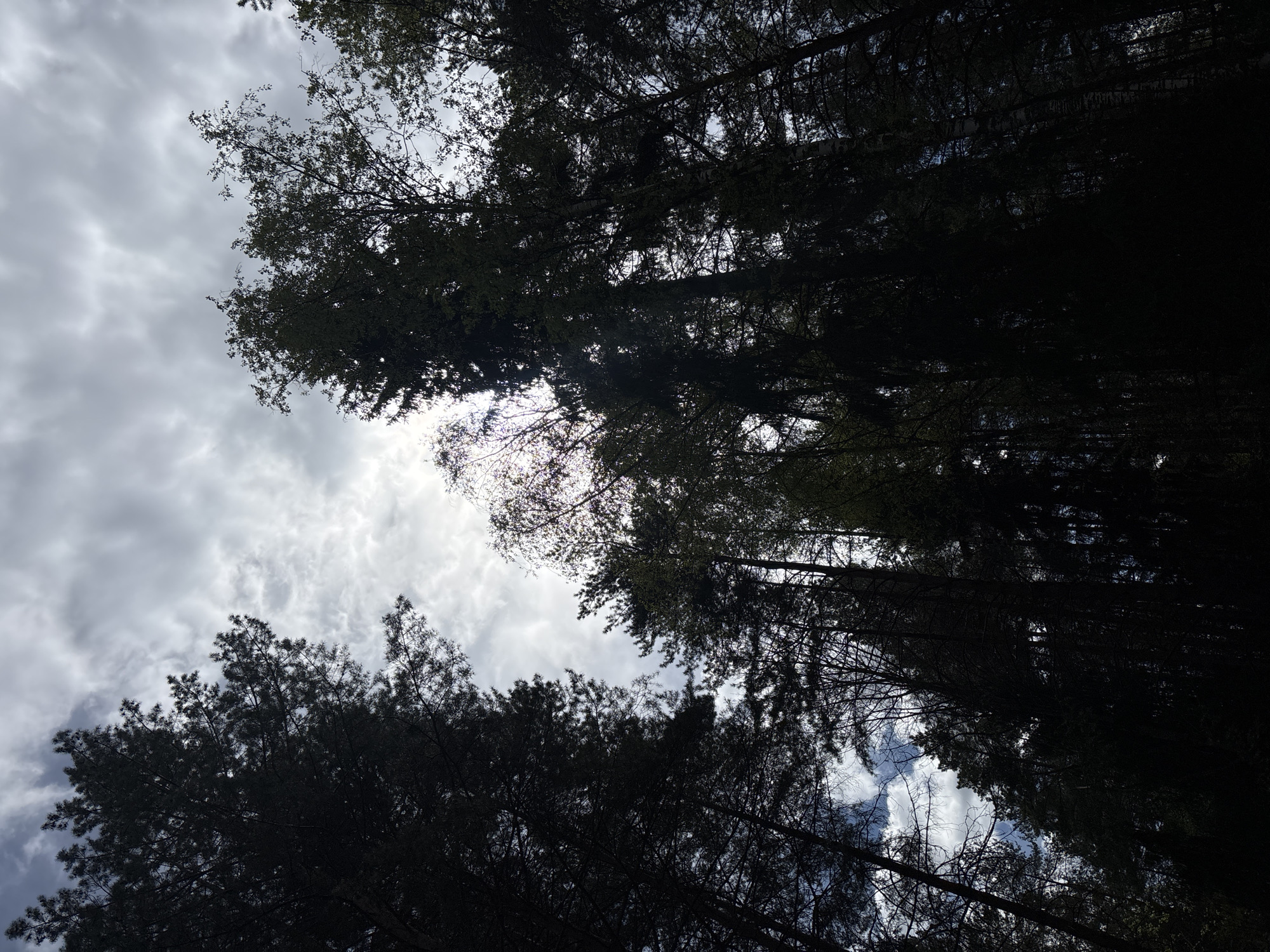 The image shows a view looking up into a forest canopy, with a cloudy sky visible through the gaps between the trees. The trees are silhouetted against the sky, making it difficult to distinguish individual species, but there are indications of both deciduous trees with broad leaves and coniferous trees with needles. The sky is filled with grey and white clouds, suggesting an overcast day. The location is identified as Прикамский, Russia, based on the instructions.