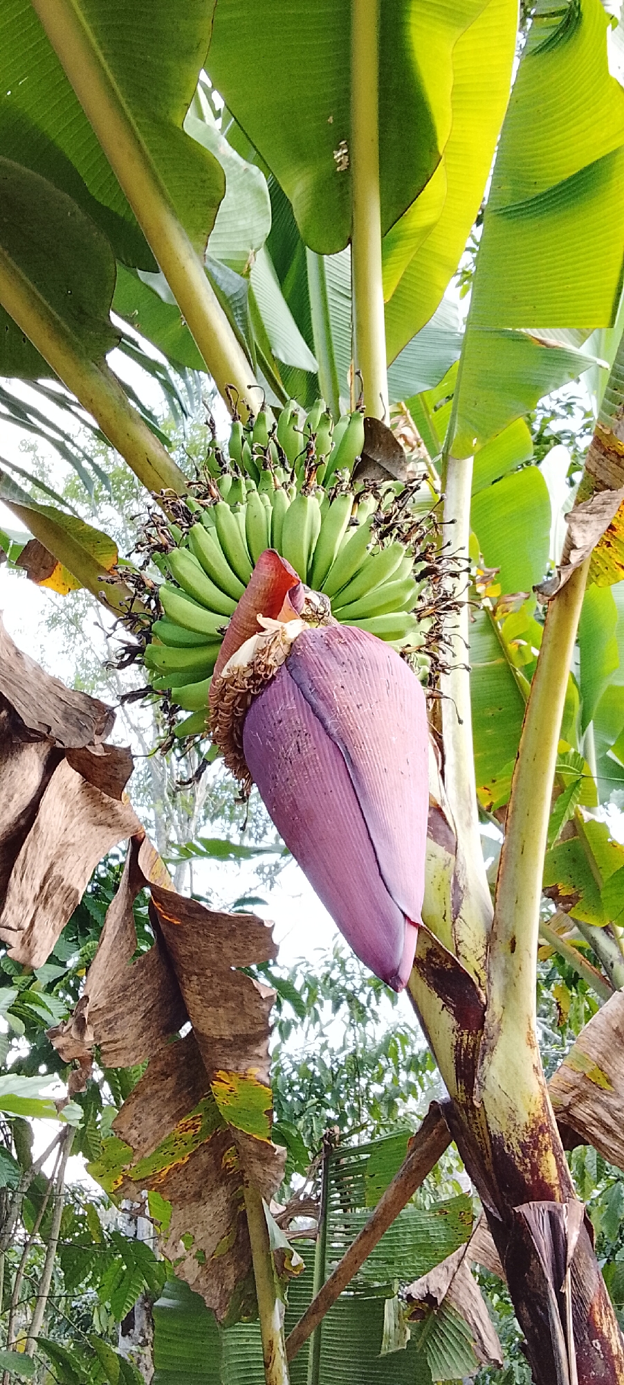 A close-up, low-angle shot captures a banana flower and developing fruit bunch hanging from a banana tree in Padang Dalom, Indonesia. The purple banana flower, with its pointed tip and visible bracts, hangs prominently in the foreground, partially obscuring a bunch of green, unripe bananas. Several large, green banana leaves, some with frayed brown edges, surround the fruit and flower. The thick, green trunk of the banana tree is visible on the right side of the image, showing patches of darker coloration. In the background, out-of-focus greenery suggests a lush, natural environment. The lighting suggests it is daytime.