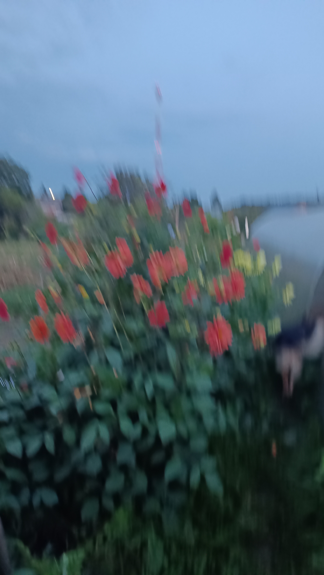 The image depicts an out-of-focus scene in Karsha, Russia, at dusk. A patch of red dahlias is the primary subject in the foreground, with hints of yellow flowers interspersed. Behind the flowers, a blurry outline of a dog, possibly a German Shepherd, is visible on the right side of the frame, its hindquarters facing away from the camera. In the background, a cell tower with red lights is faintly visible against the pale blue, cloudy sky, alongside indistinct structures and a body of water. The overall impression is that of a garden or park setting near a road or embankment, captured during twilight.