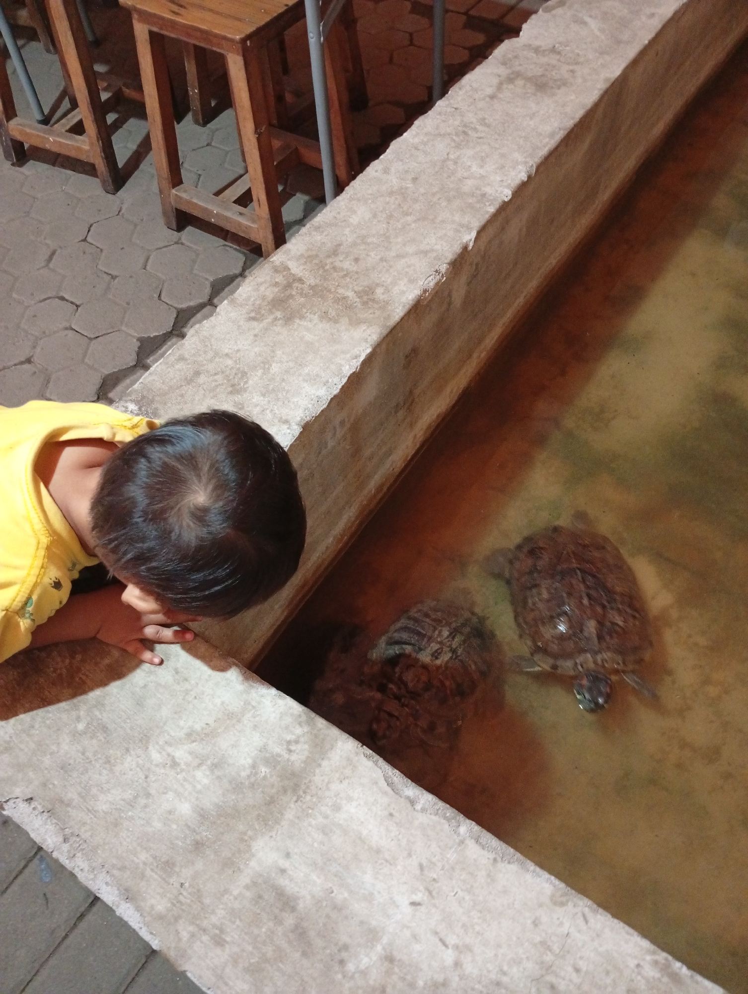 In Curug Wetan, Indonesia, a young child wearing a yellow shirt leans over a concrete enclosure, observing two turtles swimming in murky water. The child's head is partially visible from behind, their gaze directed downwards. The enclosure has a rough, textured surface and is filled with shallow, brown water. In the background, wooden stools are visible, with their legs resting on a paved surface of hexagonal tiles. The scene suggests an outdoor setting, possibly a zoo or a public attraction.
