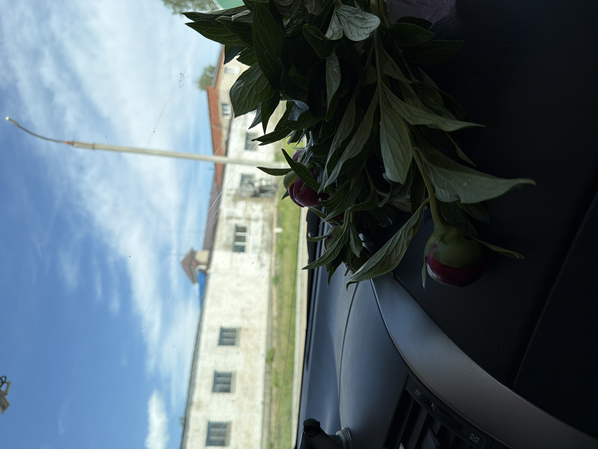 The image shows a view through the windshield of a car. A bouquet of dark green leaves and red peony buds rests on the dashboard. Outside the window, a tall, white building with multiple rows of windows is visible against a blue sky with some clouds. A street lamp is also seen in the background. The location is identifiable as Chaikovsky, Russia, due to the architecture of the building and the presence of the street lamp typical of Russian urban areas.