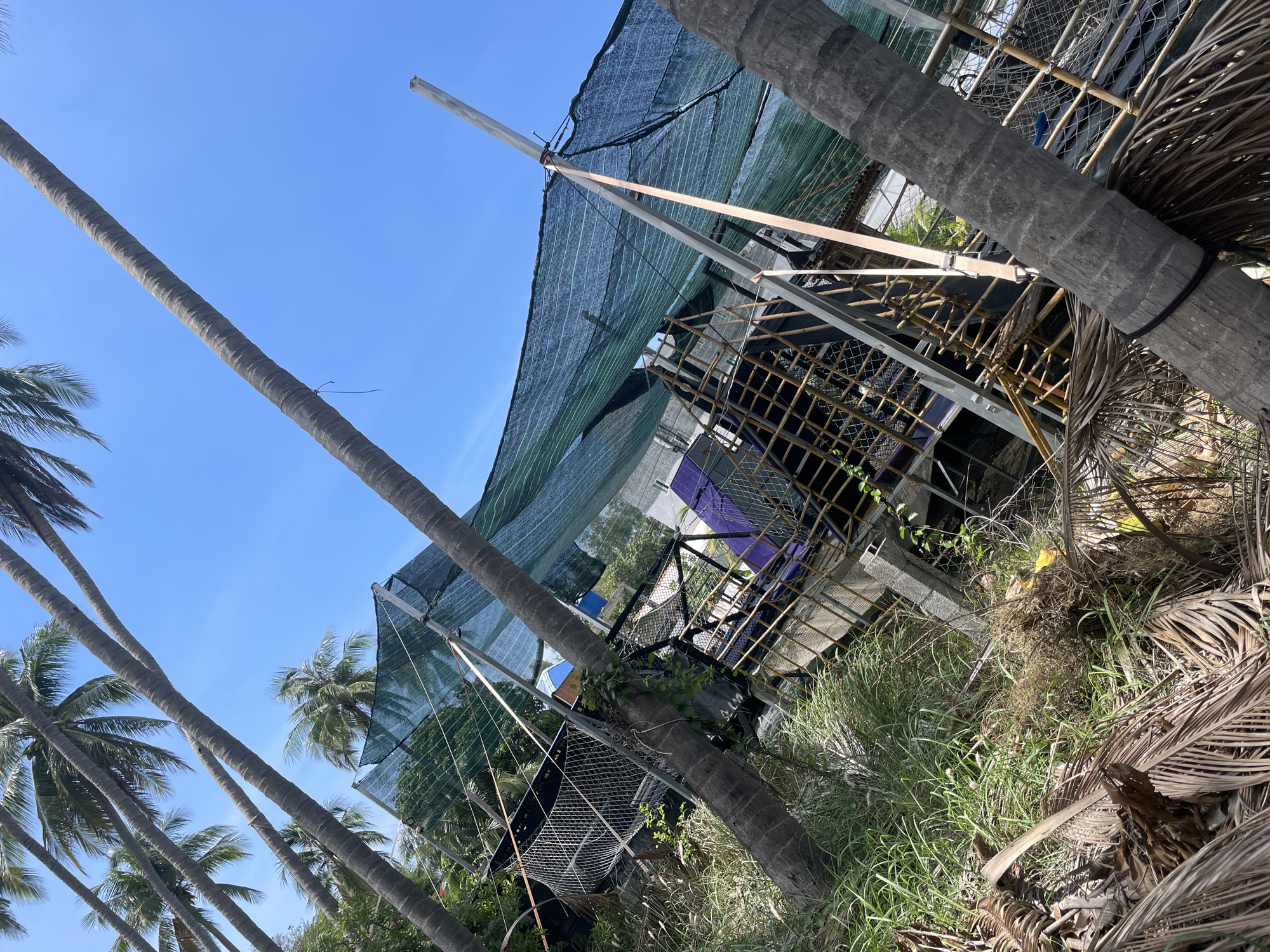 In Phu Thuy Ward, Vietnam, under a clear blue sky, the scene depicts an outdoor area with several prominent palm trees. A large, green shade cloth is stretched over a structure made of metal poles and what appears to be scaffolding. Beneath the shade cloth, a metal cage-like structure is visible, containing some purple material. The ground is covered with tall, green grass and dried palm fronds. The overall impression is one of an outdoor construction or work area, possibly a garden or agricultural site, in a tropical environment.